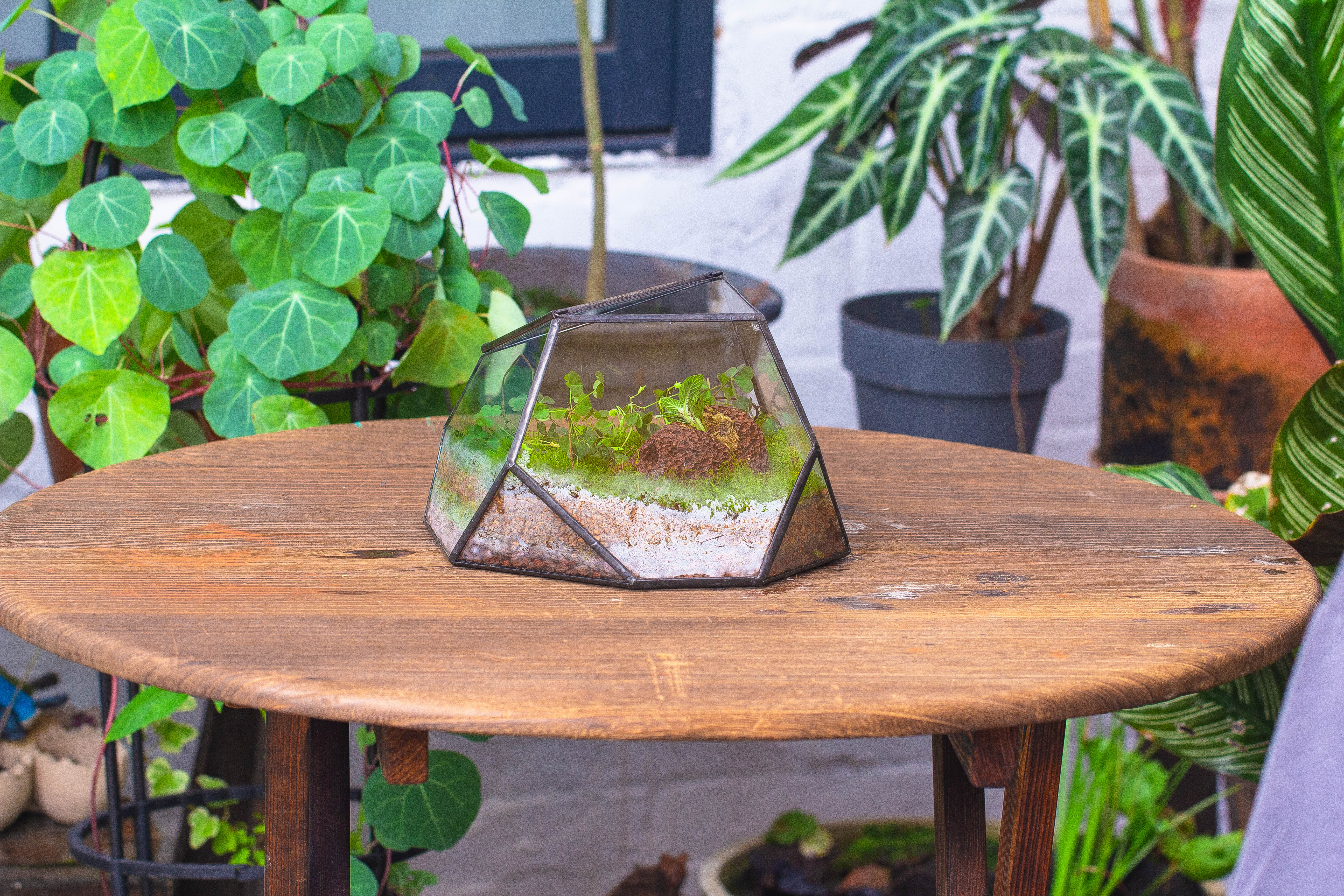 terrarium irregular - NCYPgarden