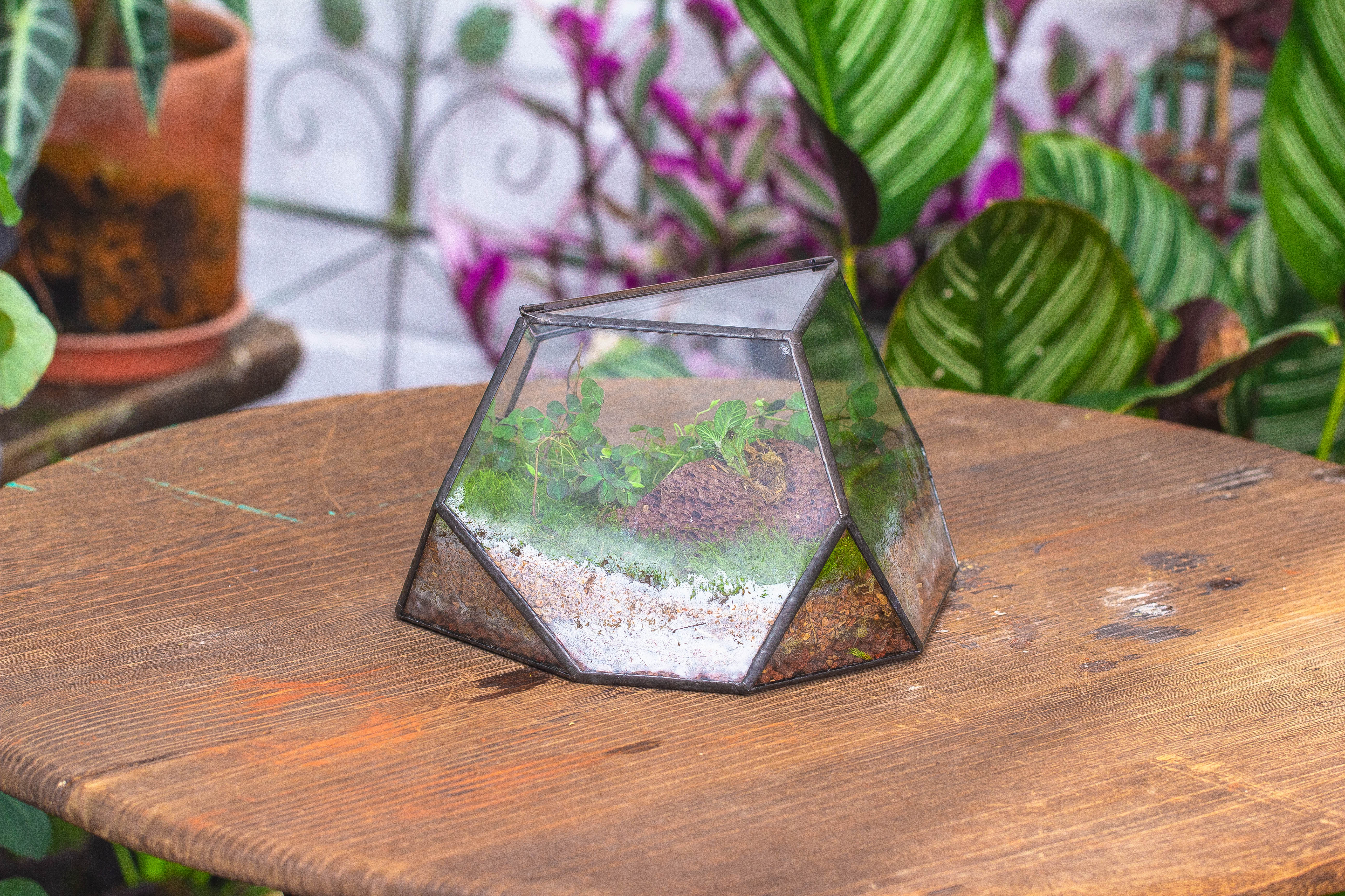 terrarium irregular - NCYPgarden