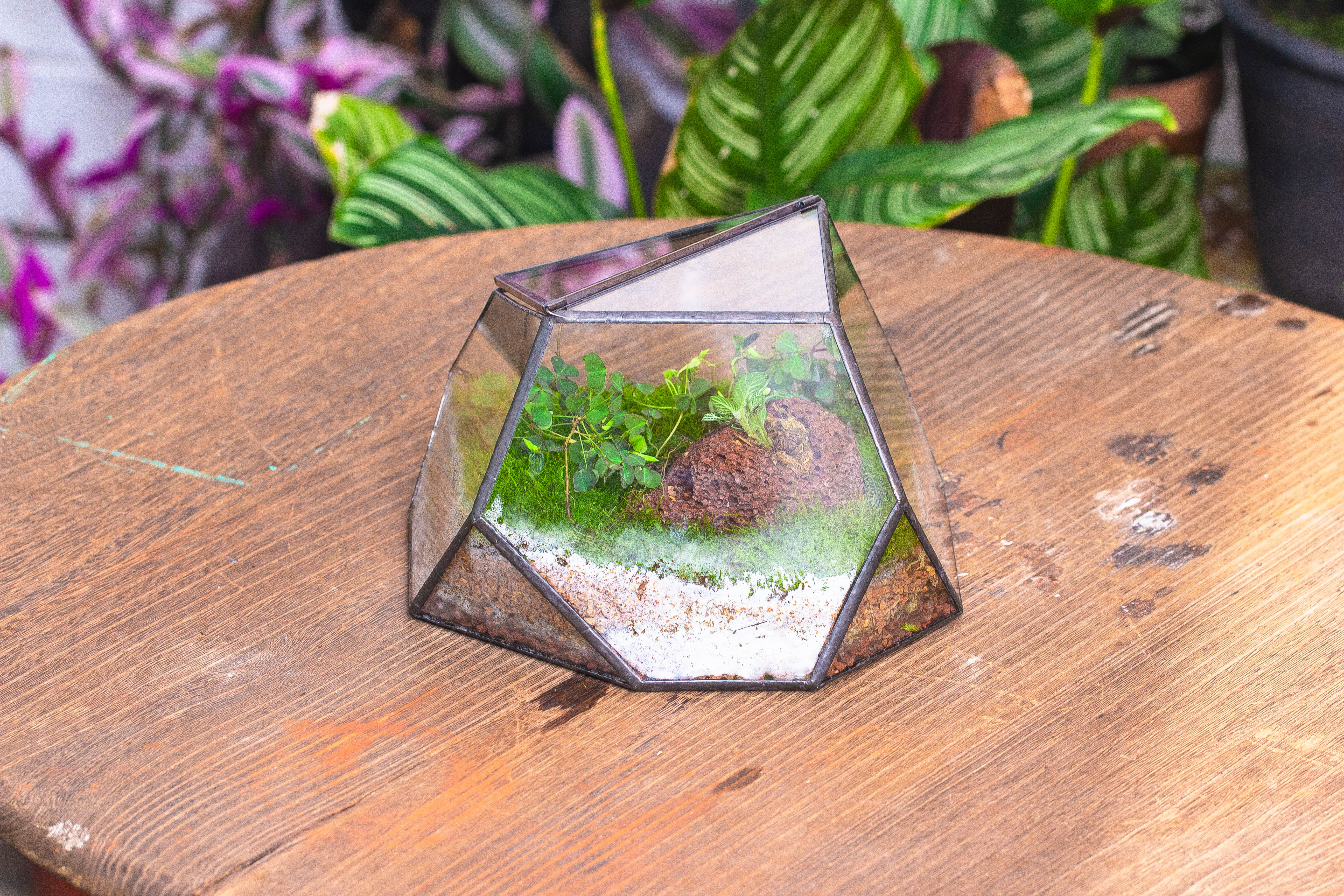 terrarium irregular - NCYPgarden