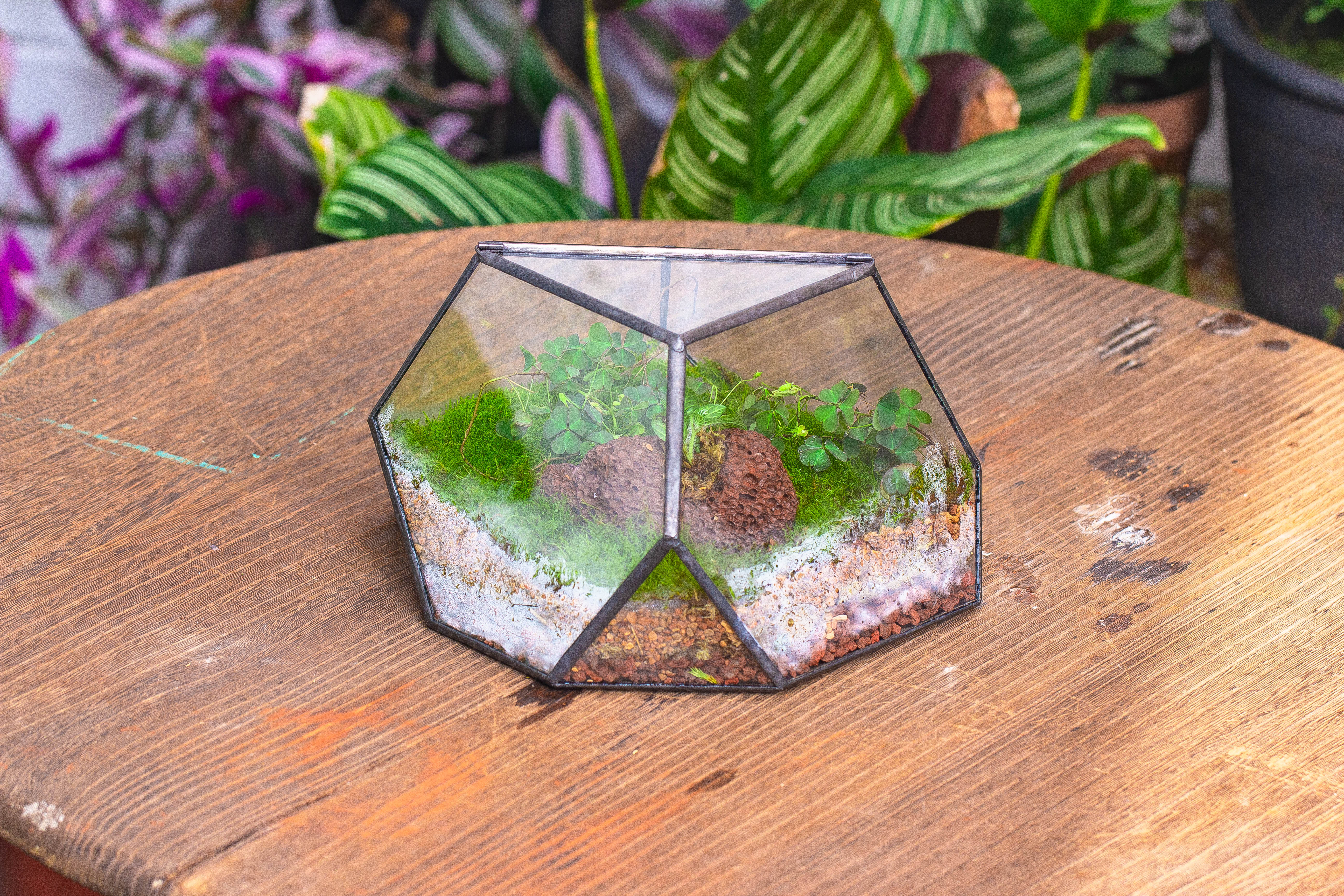 terrarium irregular - NCYPgarden