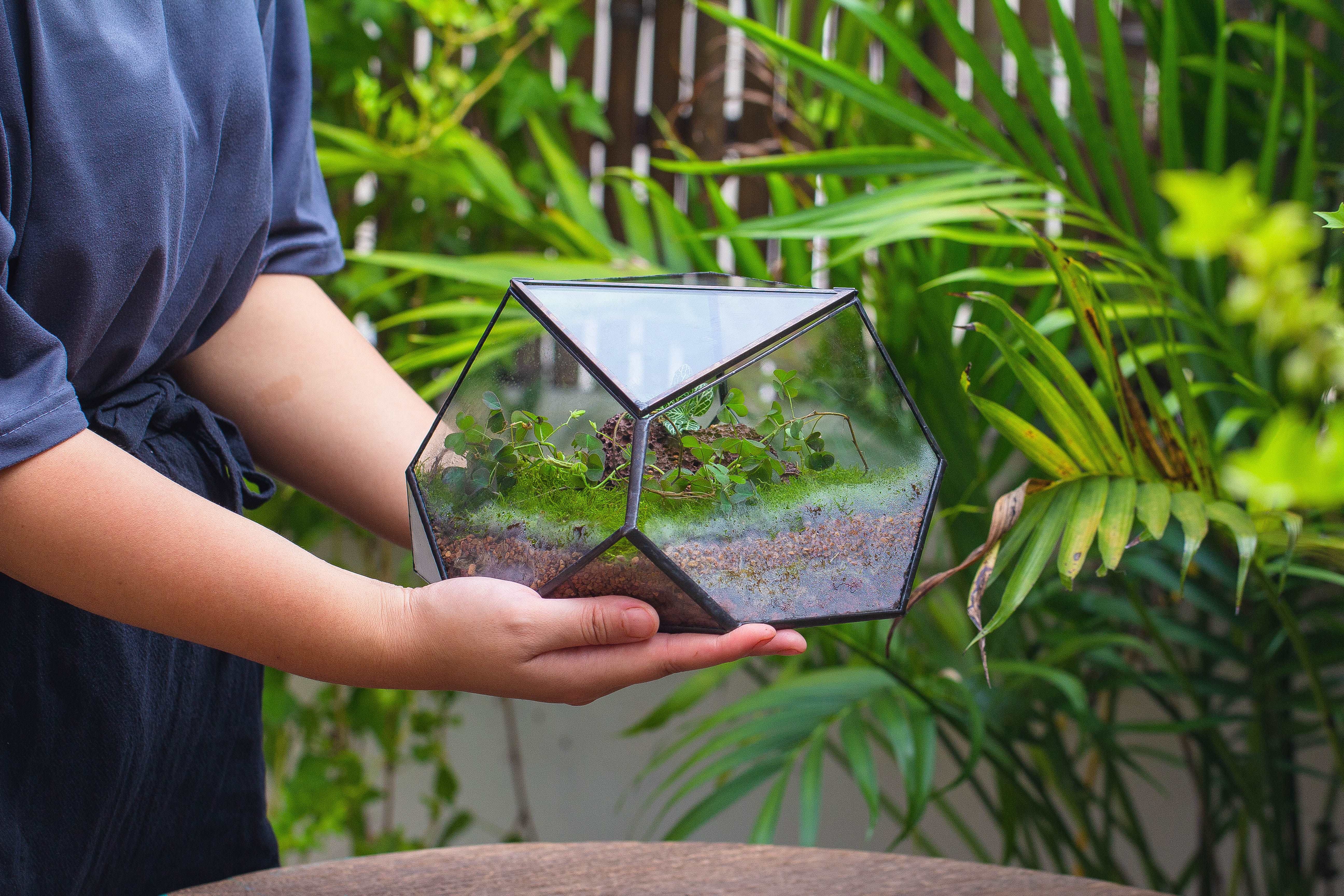 terrarium irregular - NCYPgarden