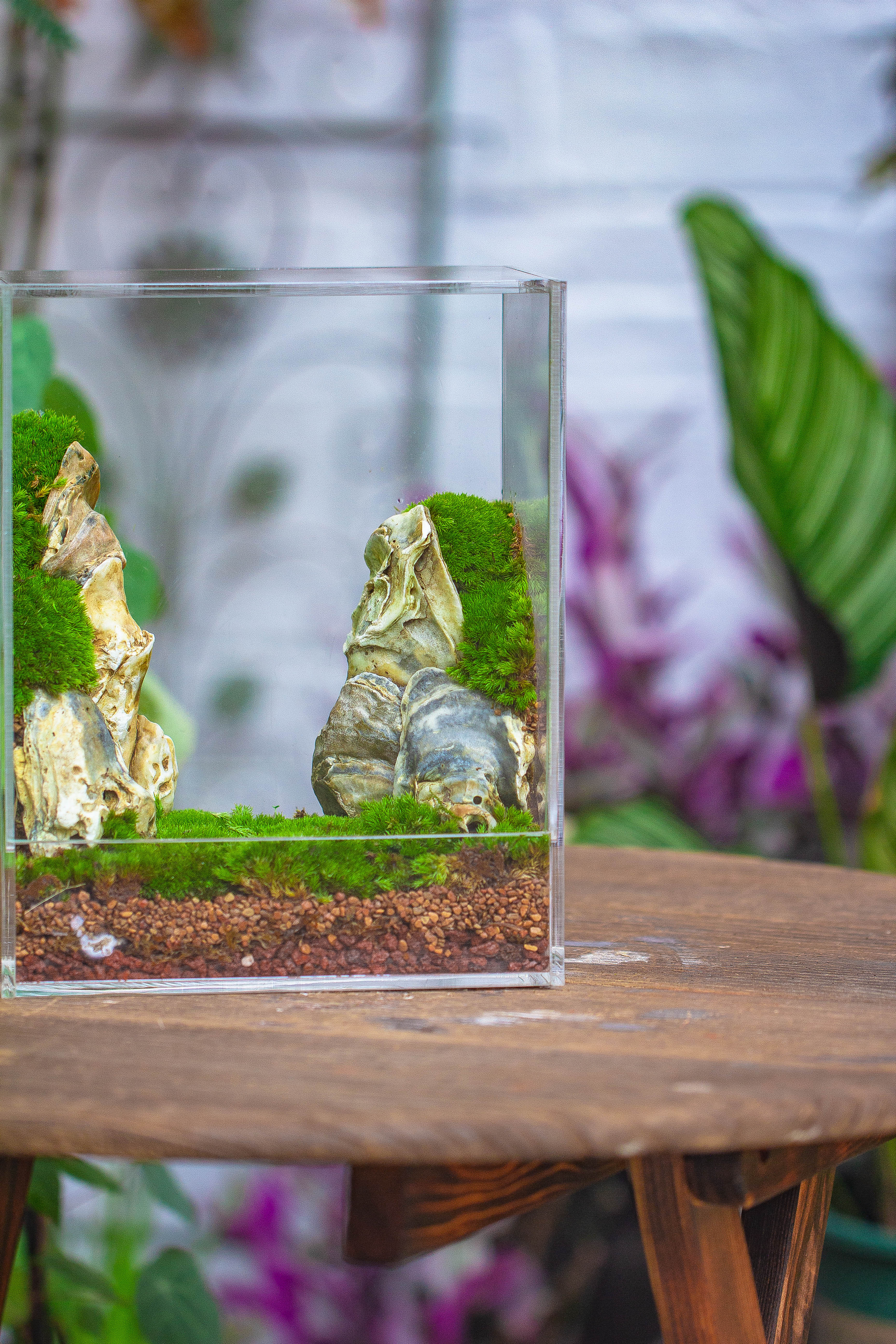 handmade water tight, sealed, enclosed, rectangle acrylic terrarium, fish tank, moss fern terrarium Paludarium Vivarium, no watering - NCYPgarden