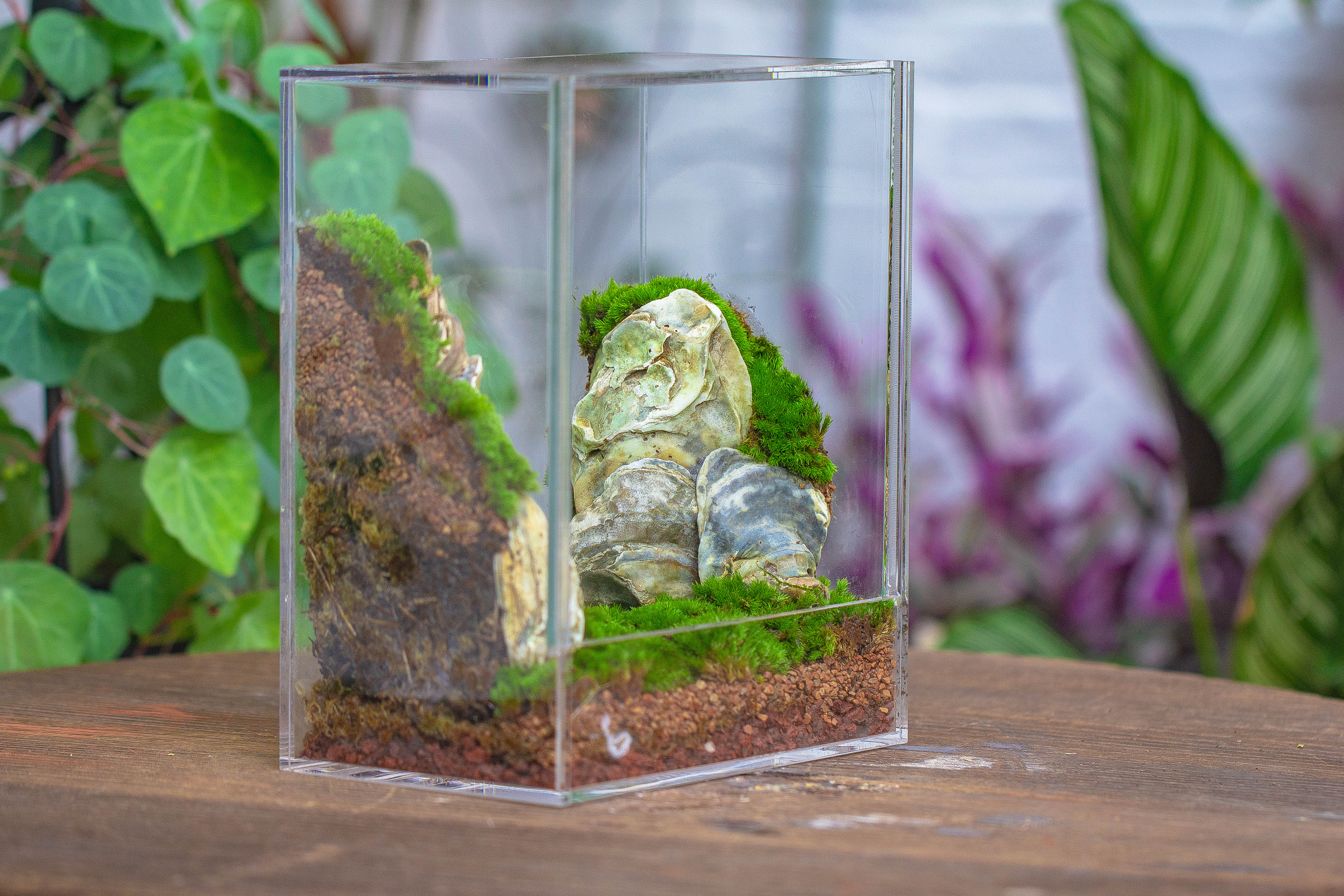 handmade water tight, sealed, enclosed, rectangle acrylic terrarium, fish tank, moss fern terrarium Paludarium Vivarium, no watering - NCYPgarden