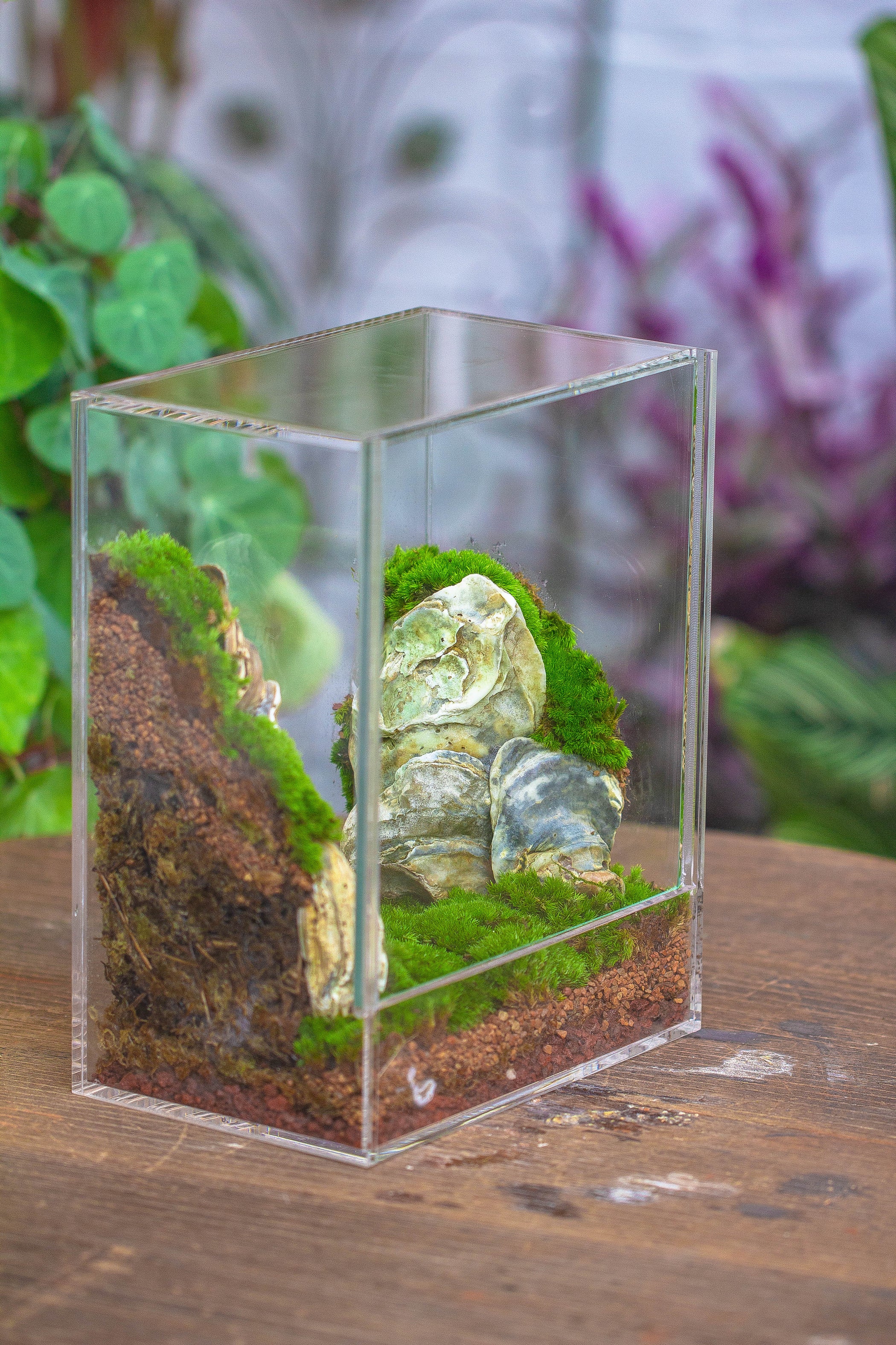 Handmade Water-Tight Sealed Enclosed Rectangle Acrylic Terrarium ...