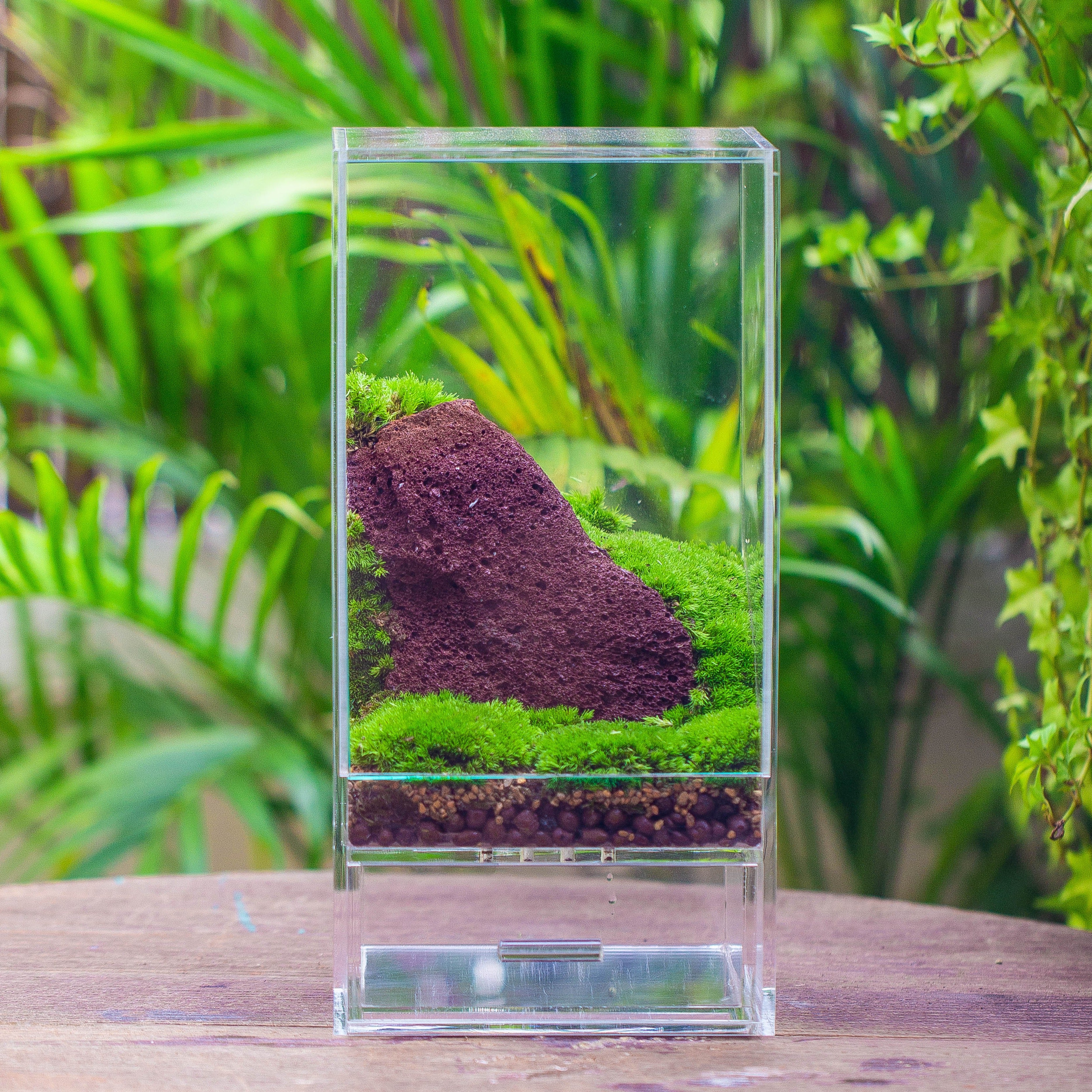 NCYP Acrylic Close terrarium with drainage bottom, suits for Fly Trap, Pitcher Plants, Moss Ball, Nursery, Small tropical Plants - NCYPgarden