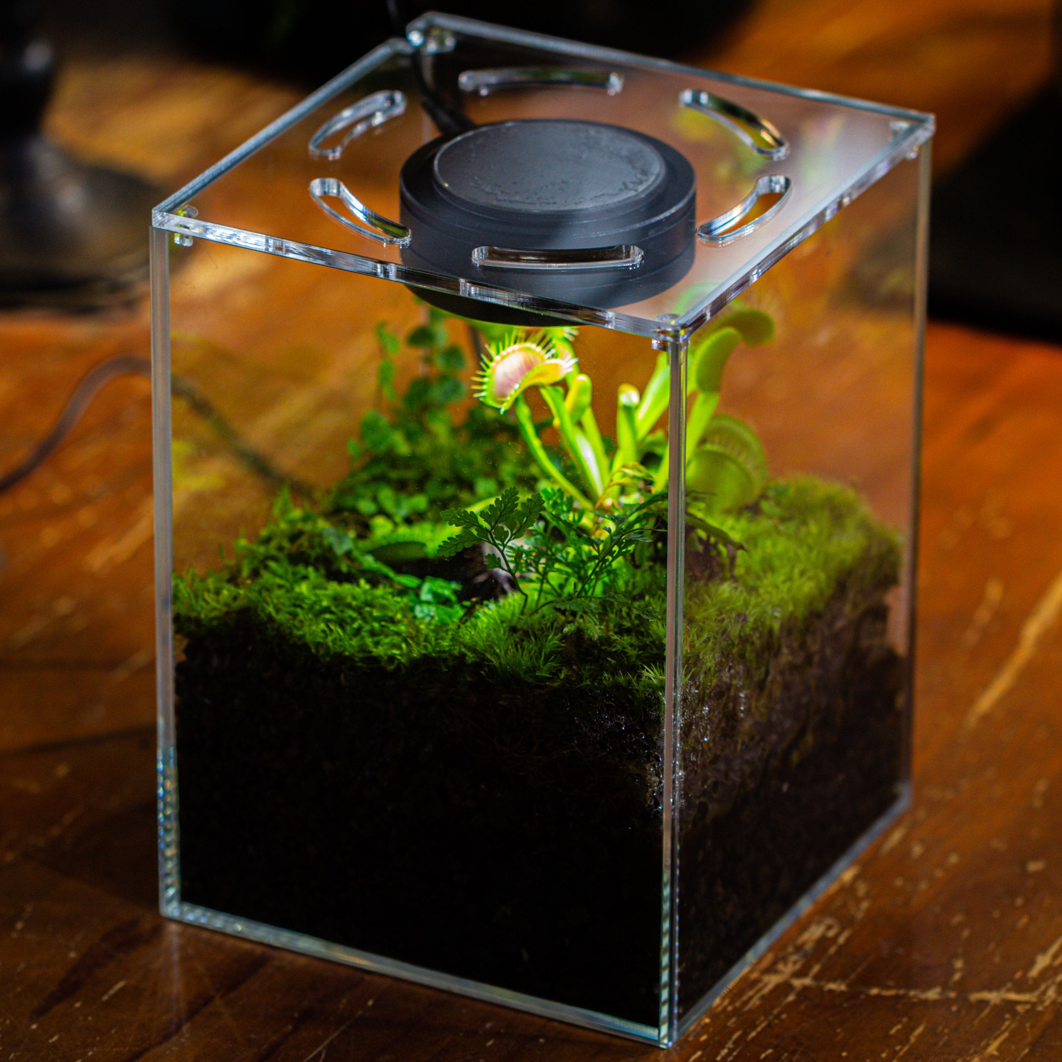 Glass Tank with lid Grow Light DIY set for Moss and Flytrap, Sundew