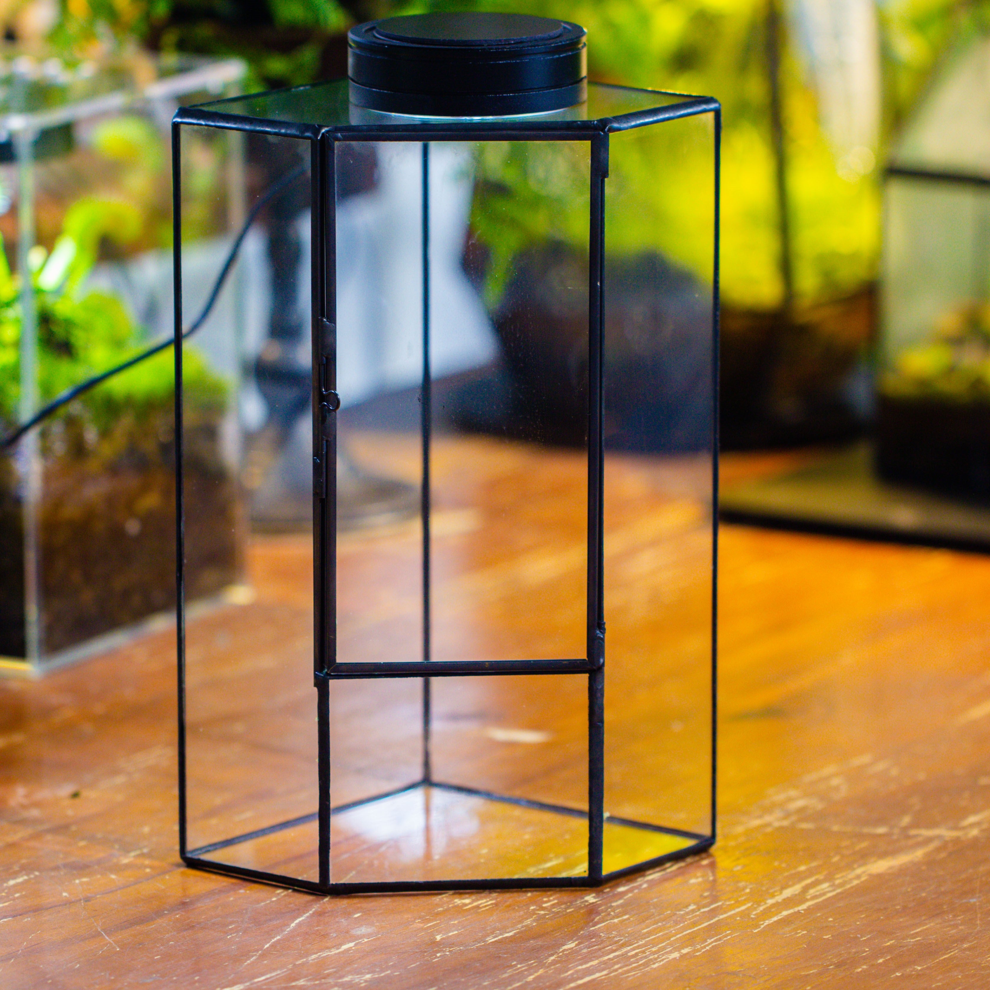 Small Version Handmade Glass Terrarium with Door for Plant, Moss Wall, Closed Geometric Tin Pentagon Planter