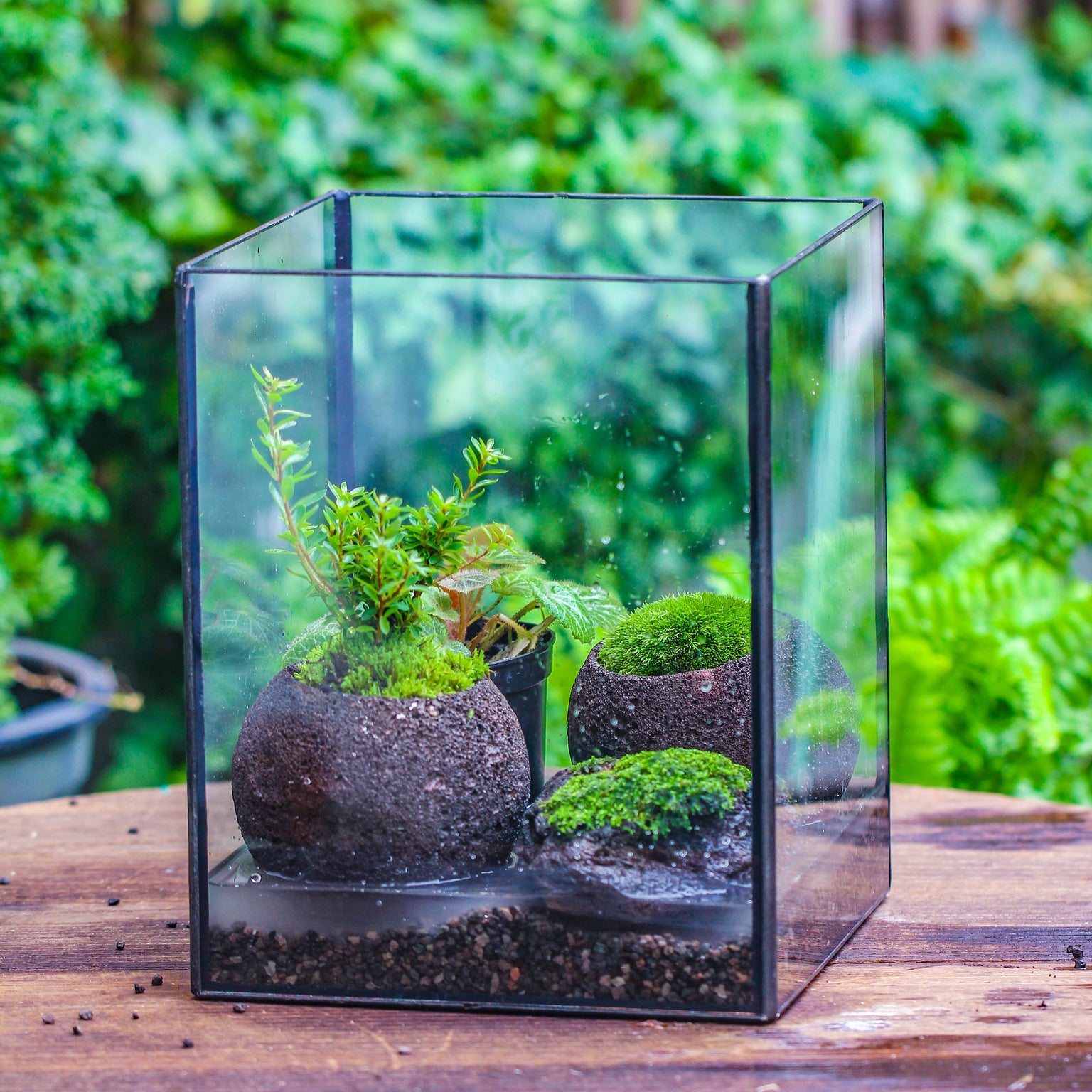 Watertight Terrariums — Ncypgarden