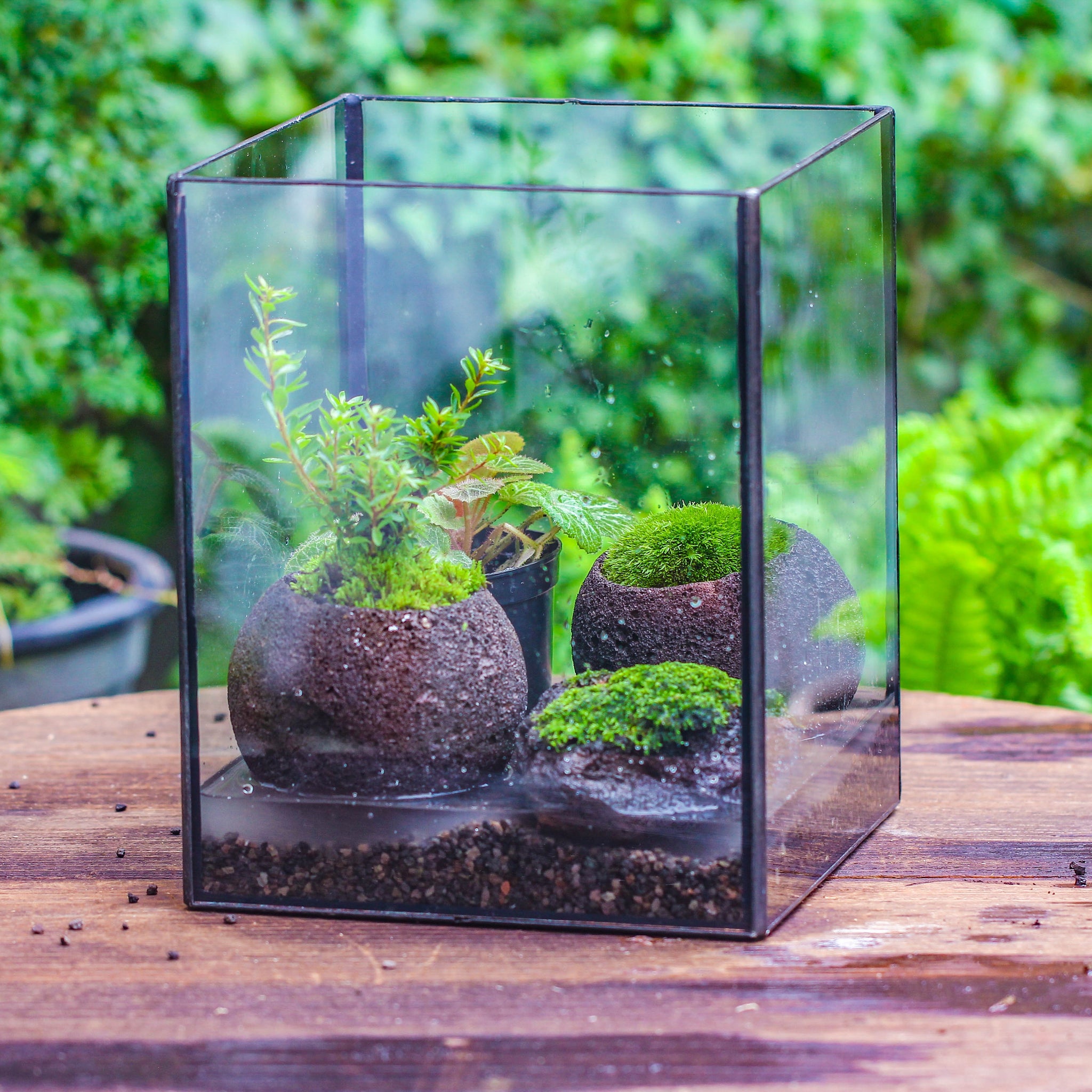 Watertight terrariums — NCYPgarden