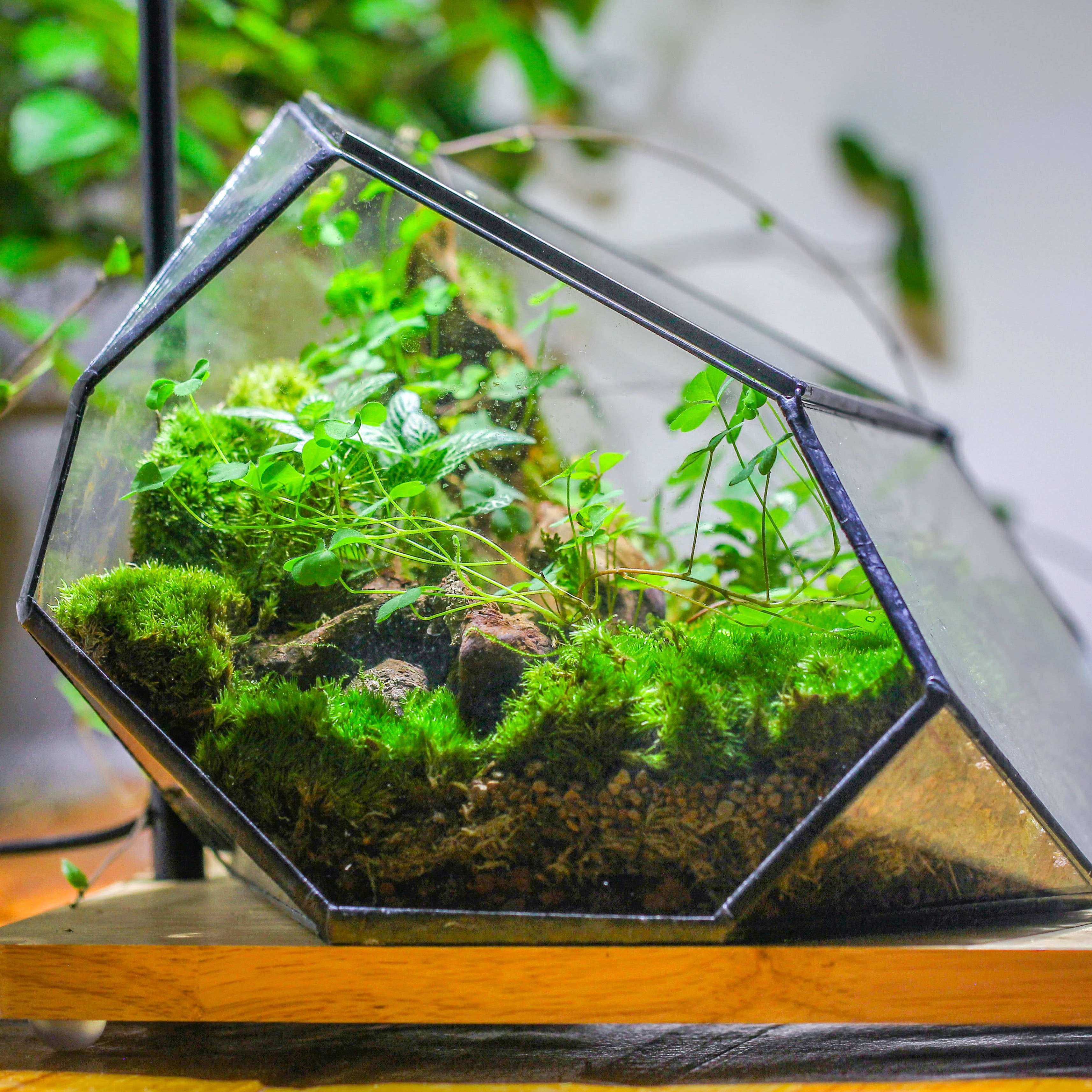 Irregular geometric rock shape glass and tin terrarium, for moss - NCYPgarden