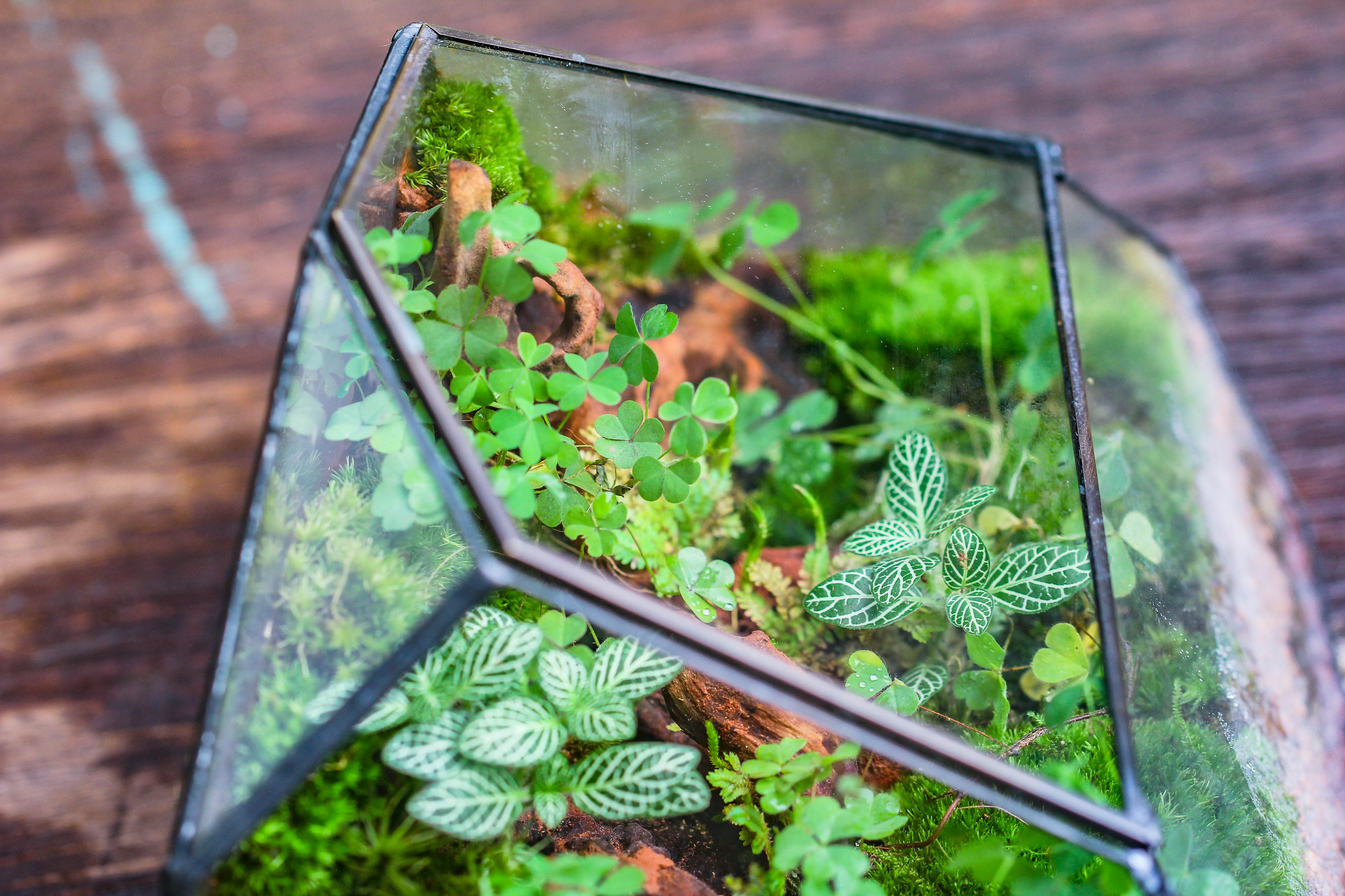 Irregular geometric rock shape glass and tin terrarium, for moss - NCYPgarden