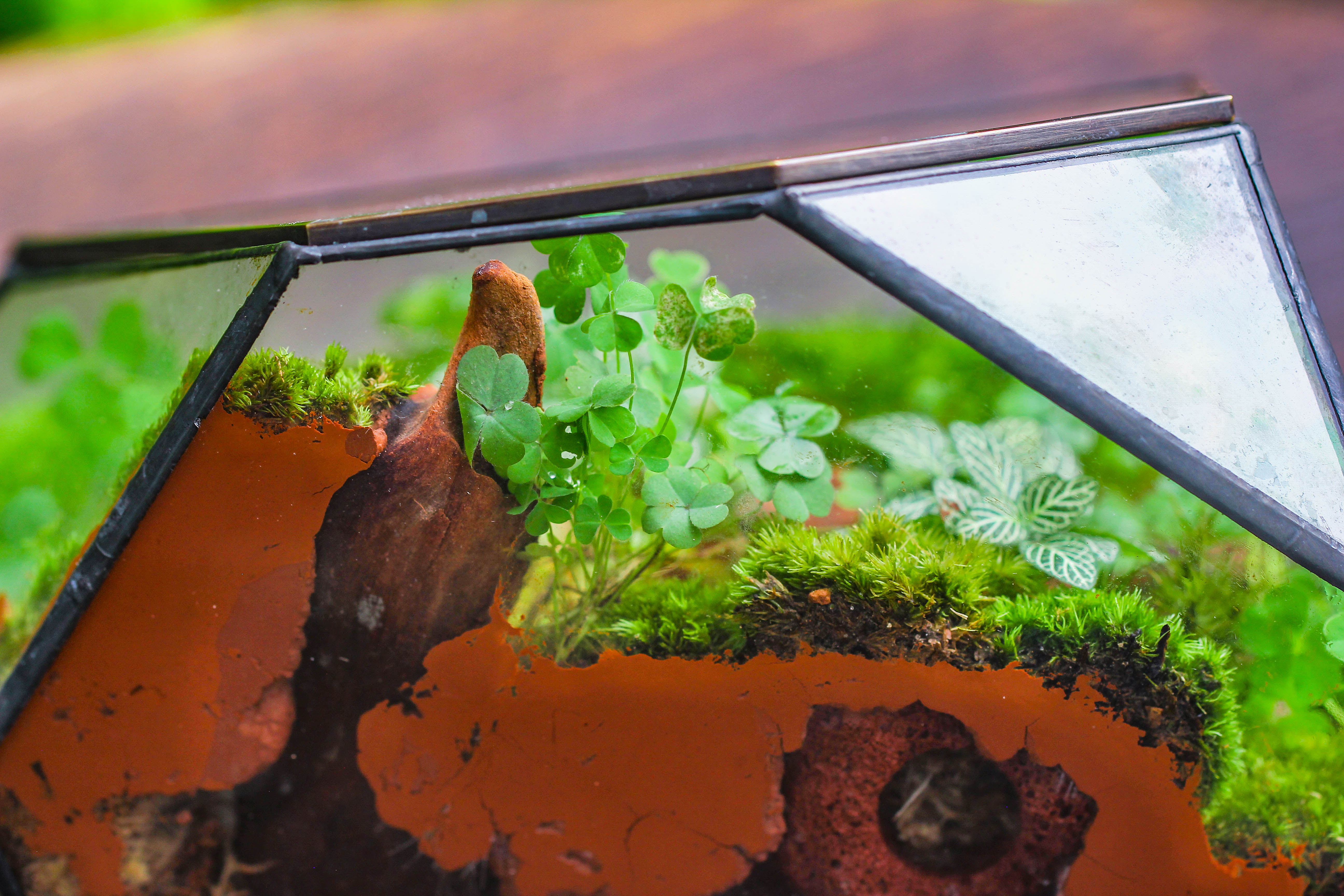 Irregular geometric rock shape glass and tin terrarium, for moss - NCYPgarden