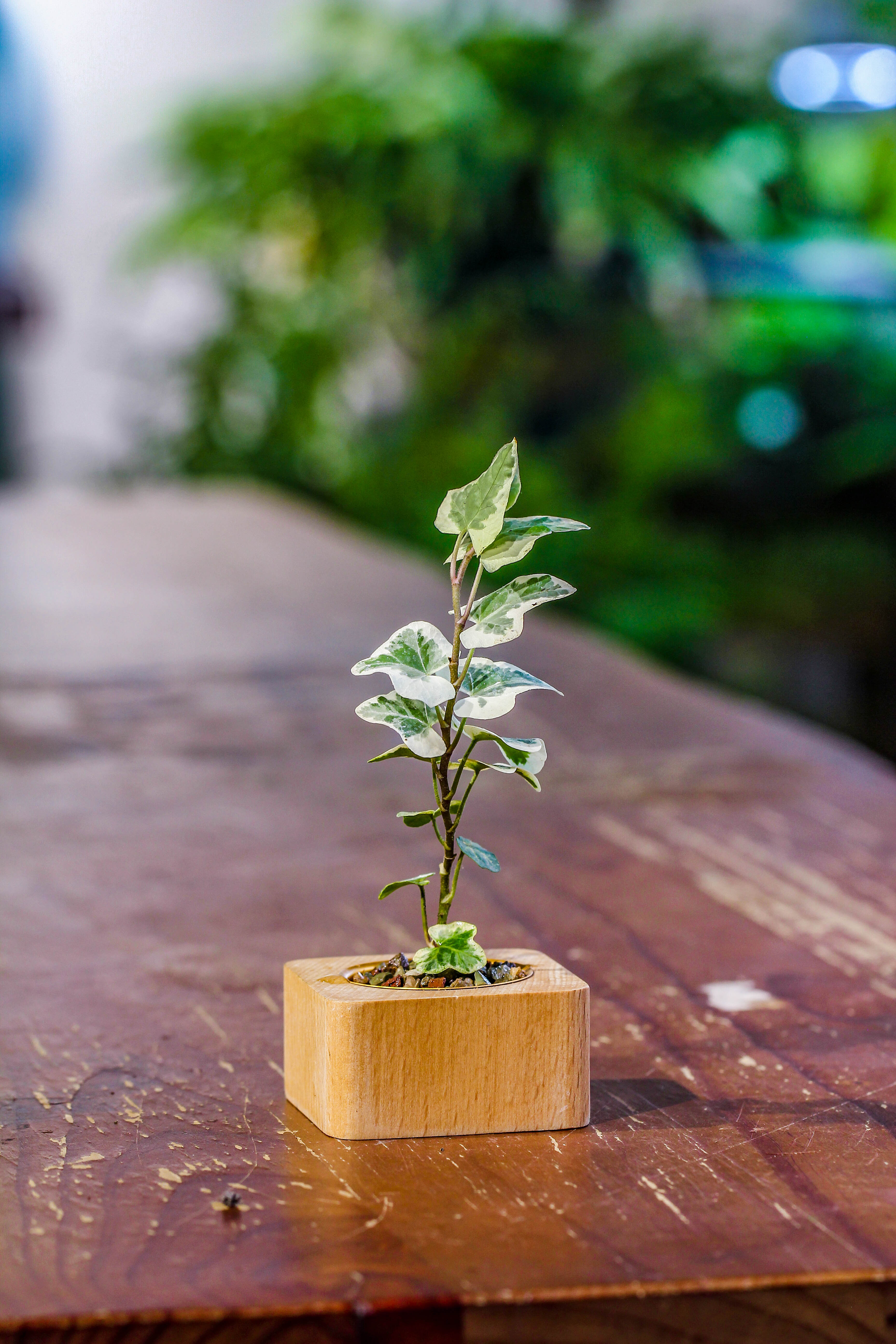 Natural Beech Wood with inner Alloy Pot Planter, For Hydroponic, Small Plants, Air plants - NCYPgarden