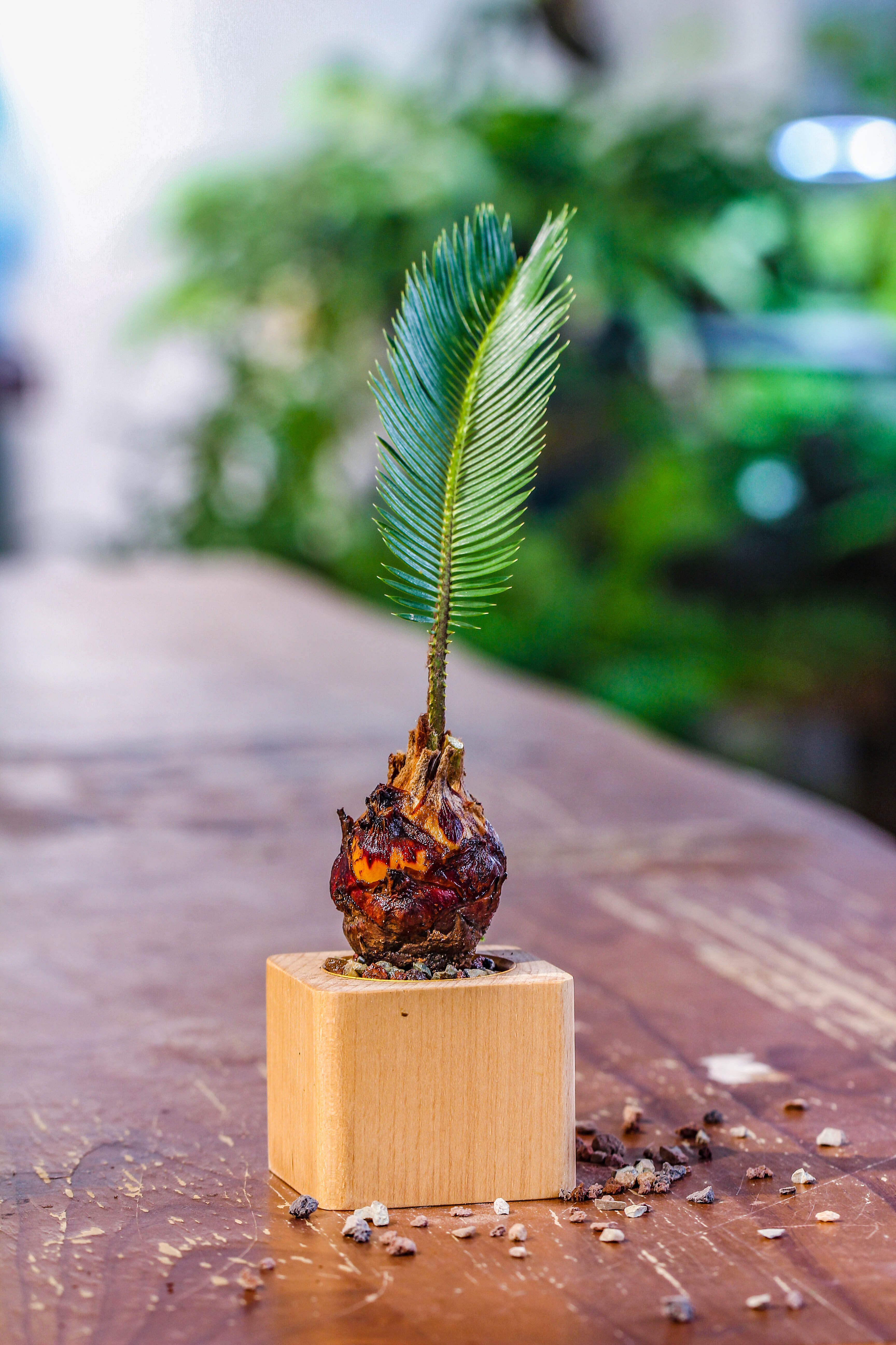 Natural Beech Wood with inner Alloy Pot Planter, For Hydroponic, Small Plants, Air plants - NCYPgarden