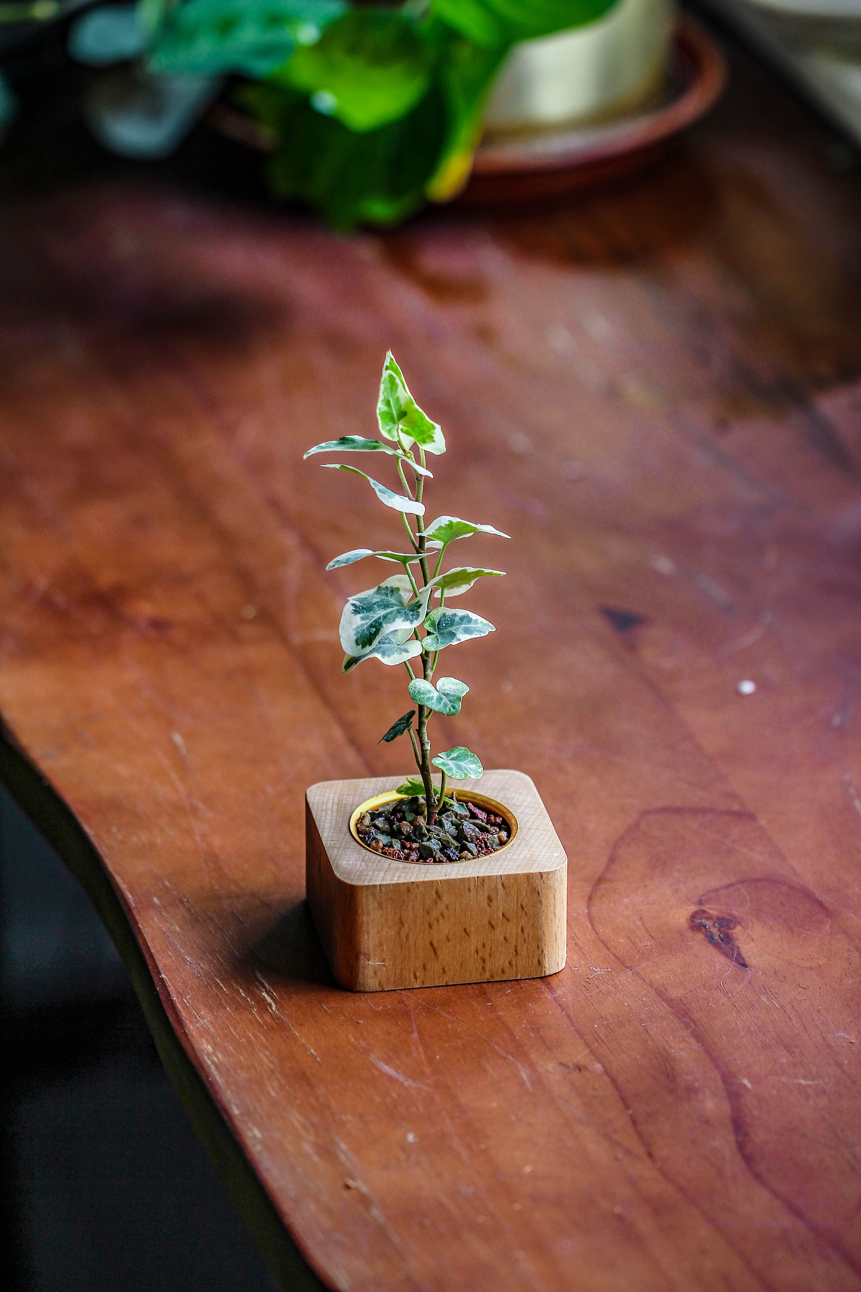 Natural Beech Wood with inner Alloy Pot Planter, For Hydroponic, Small Plants, Air plants - NCYPgarden