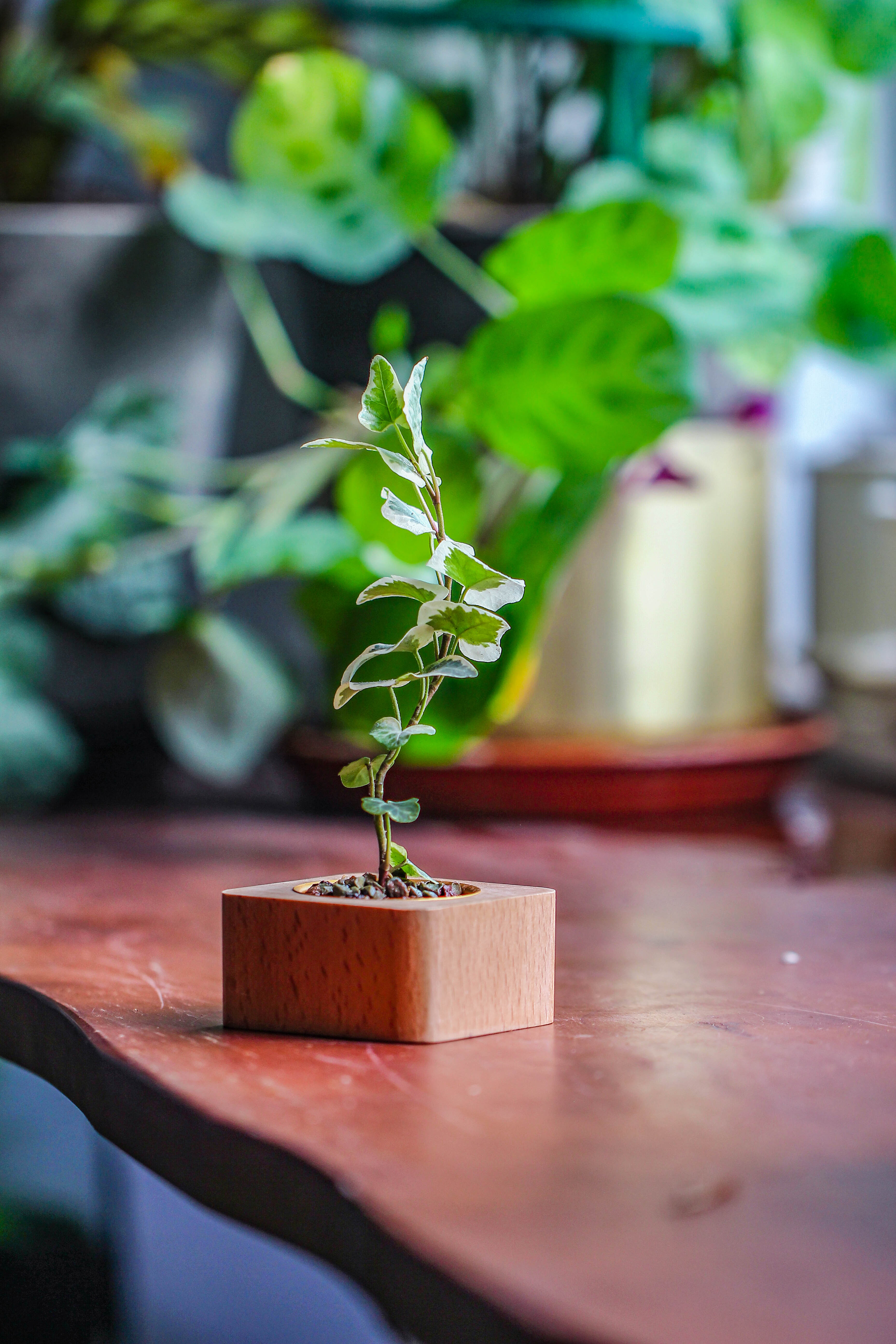 Natural Beech Wood with inner Alloy Pot Planter, For Hydroponic, Small Plants, Air plants - NCYPgarden