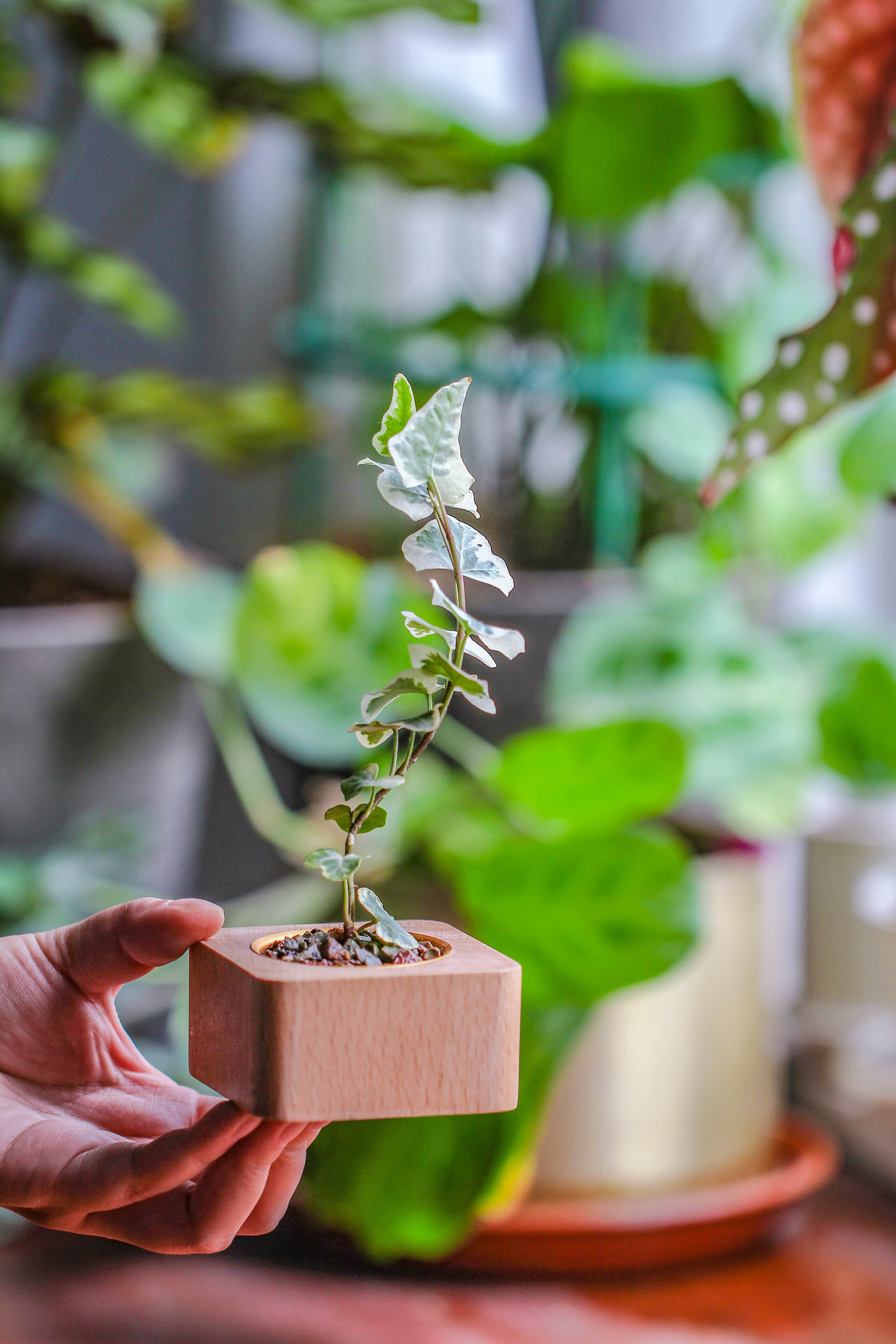 Natural Beech Wood with inner Alloy Pot Planter, For Hydroponic, Small Plants, Air plants - NCYPgarden