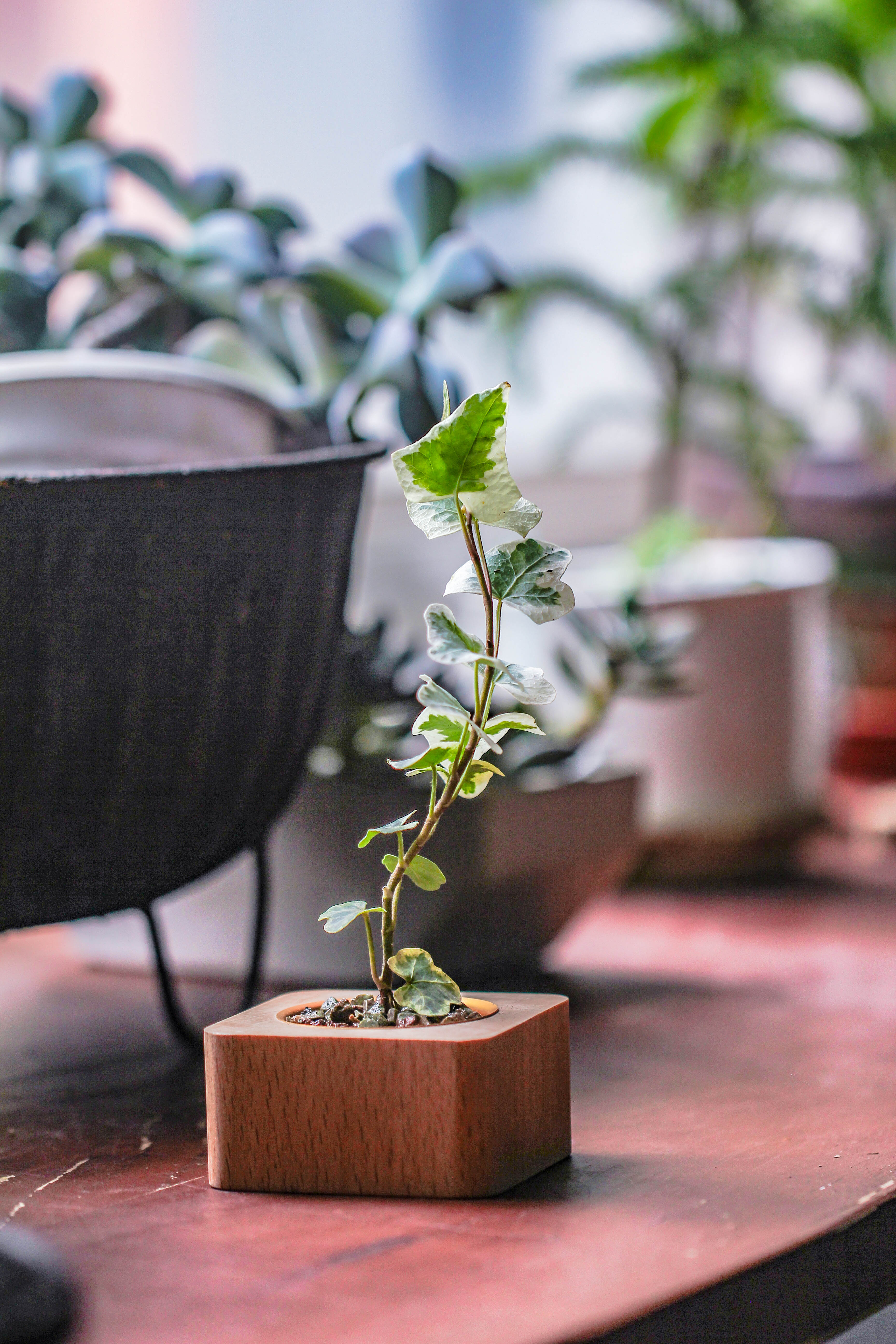 Natural Beech Wood with inner Alloy Pot Planter, For Hydroponic, Small Plants, Air plants - NCYPgarden