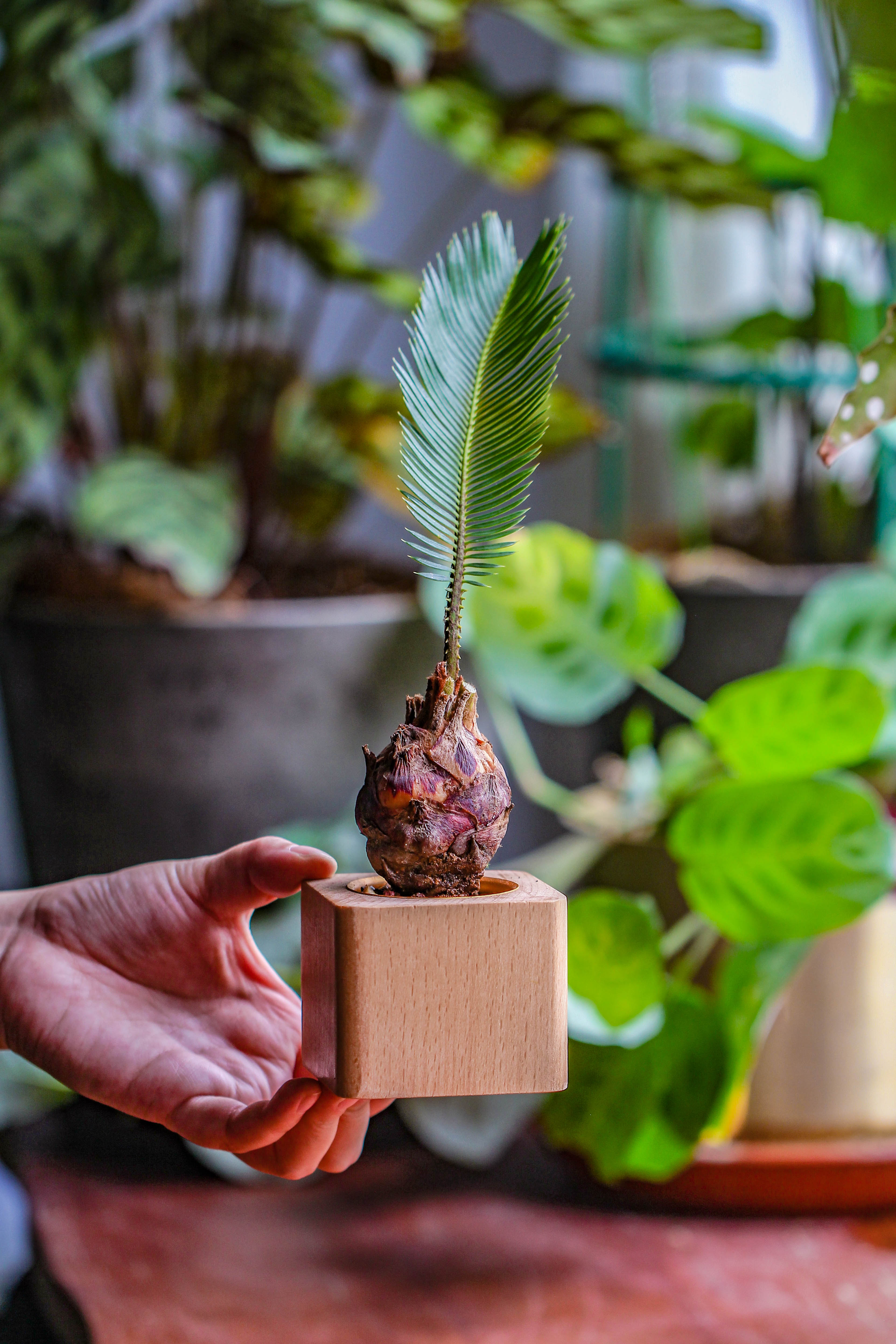 Natural Beech Wood with inner Alloy Pot Planter, For Hydroponic, Small Plants, Air plants - NCYPgarden