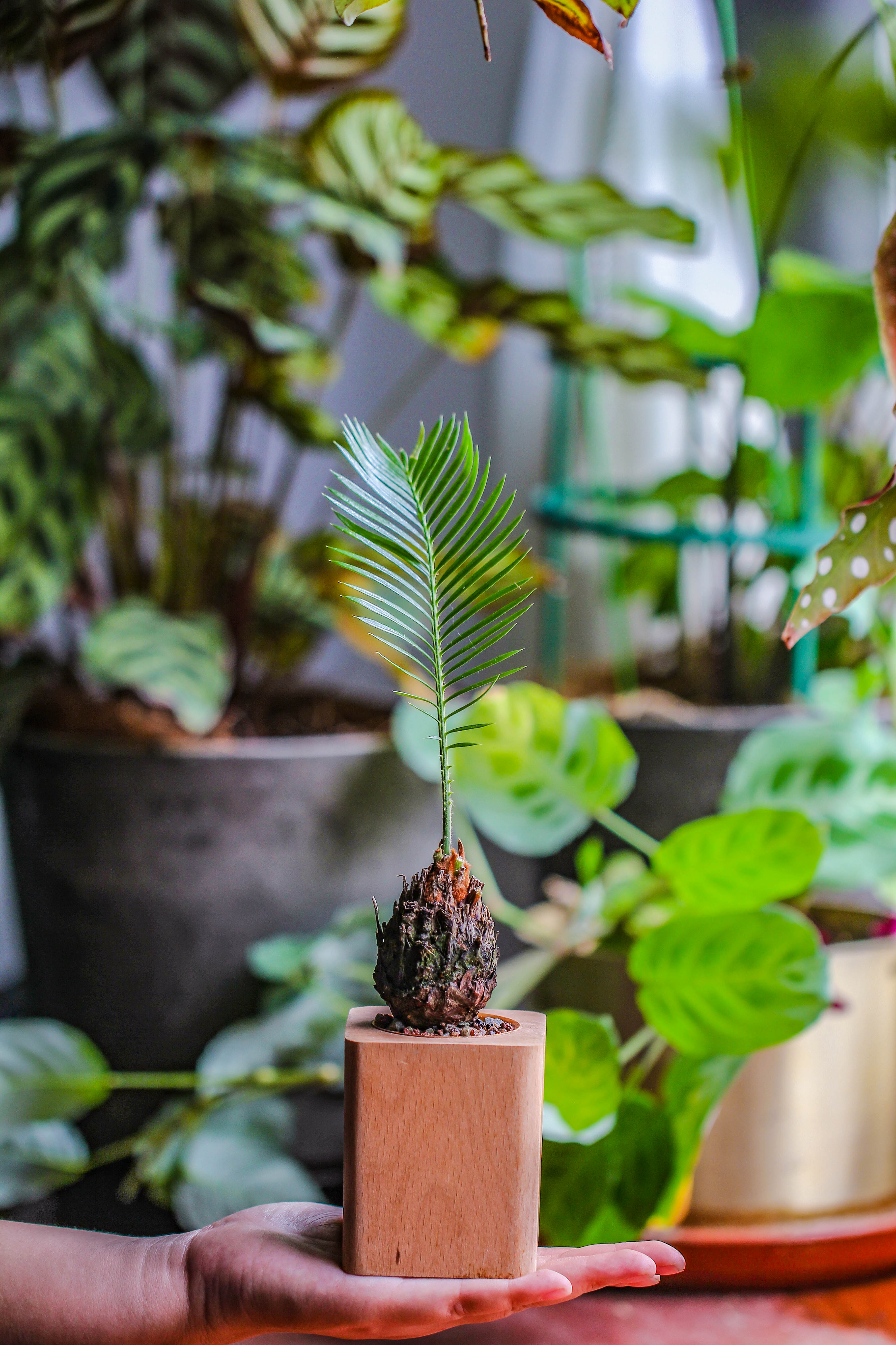 Natural Beech Wood with inner Alloy Pot Planter, For Hydroponic, Small Plants, Air plants - NCYPgarden