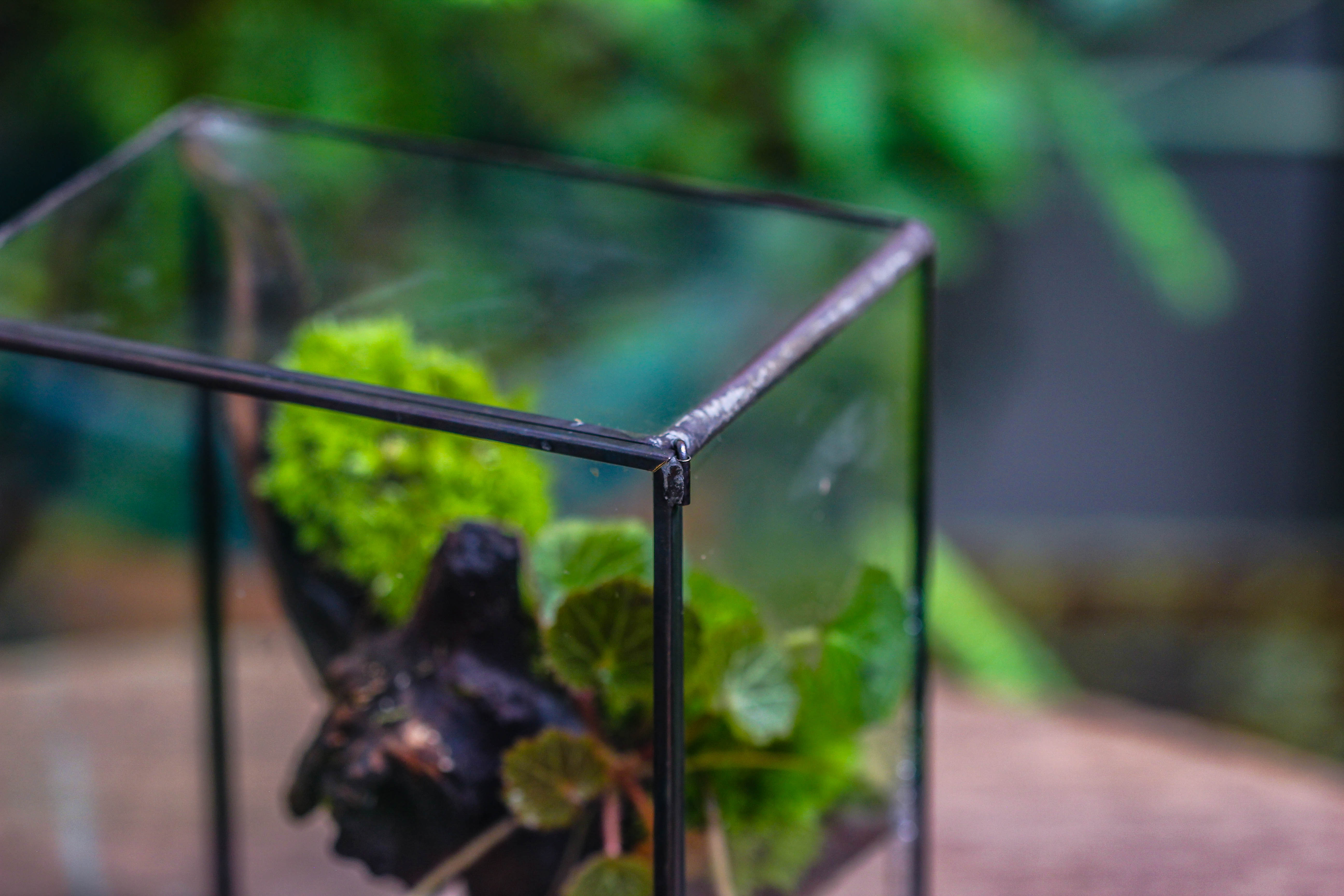 Close Geometric Glass Tin Terrarium , Watertight, 8x10" Container for Moss Wall, Fern, Landscape waterpond, No plants - NCYPgarden