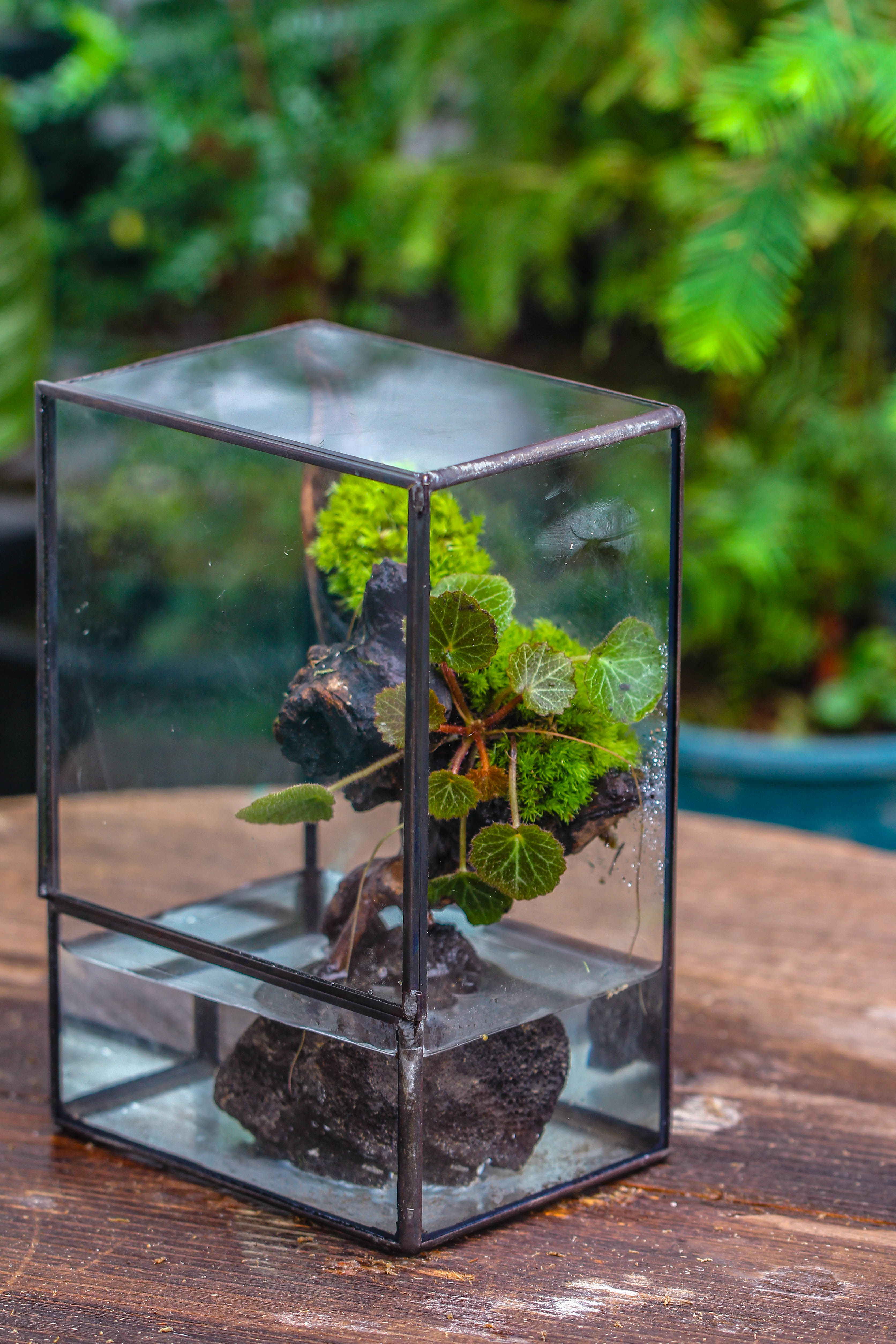 Close Geometric Glass Tin Terrarium , Watertight, 8x10" Container for Moss Wall, Fern, Landscape waterpond, No plants - NCYPgarden