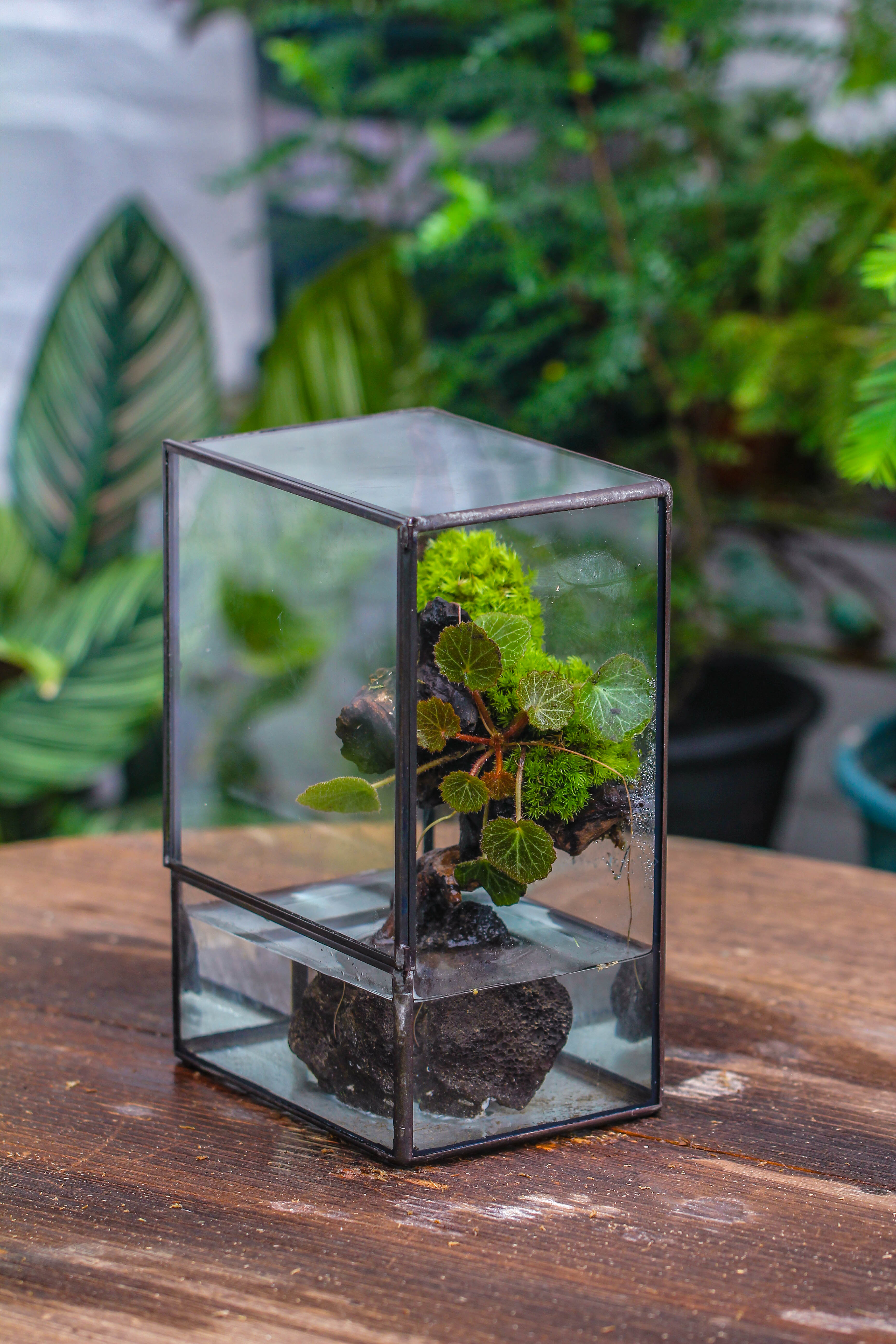 Close Geometric Glass Tin Terrarium , Watertight, 8x10" Container for Moss Wall, Fern, Landscape waterpond, No plants - NCYPgarden