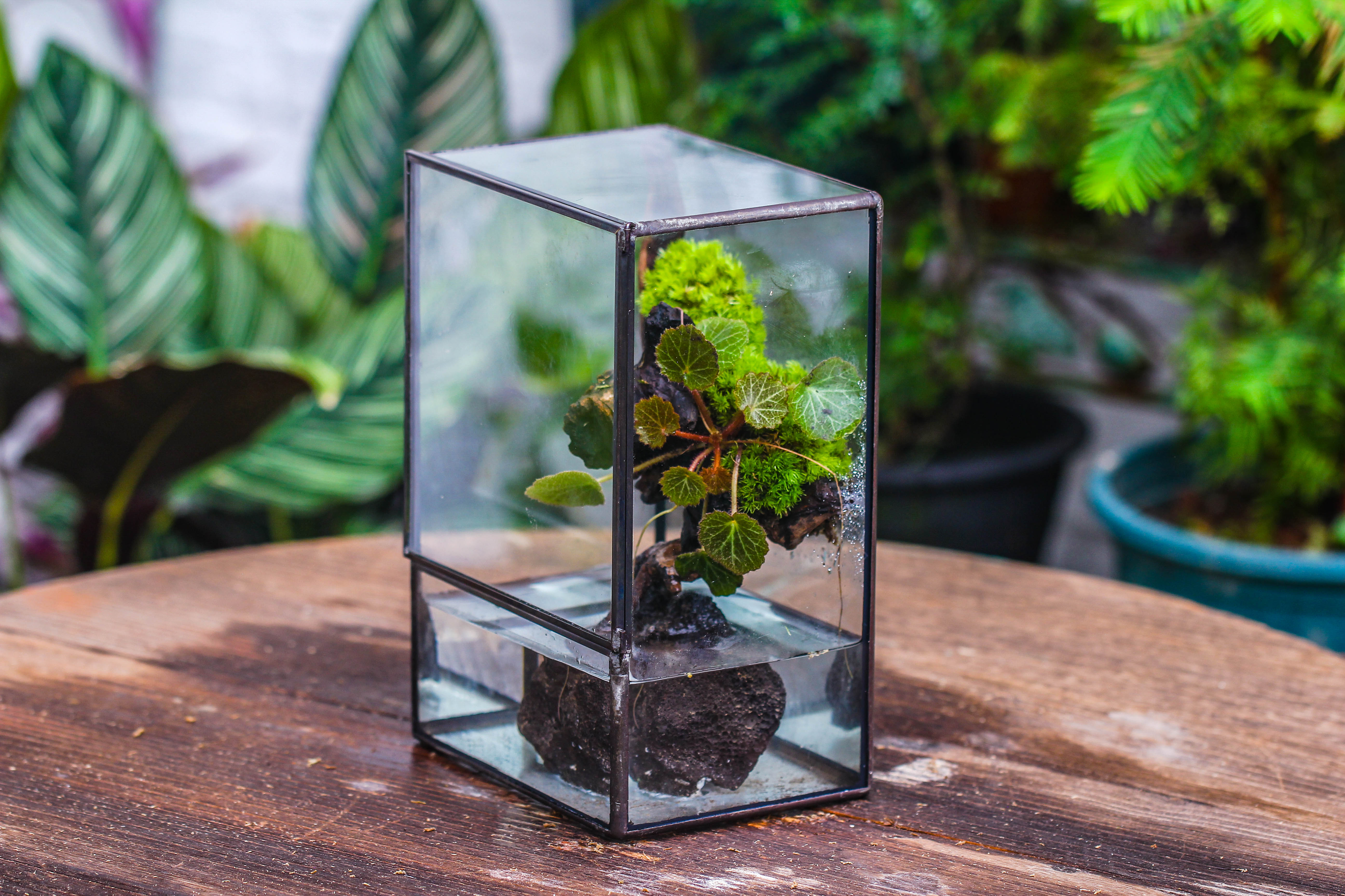 Close Geometric Glass Tin Terrarium , Watertight, 8x10" Container for Moss Wall, Fern, Landscape waterpond, No plants - NCYPgarden