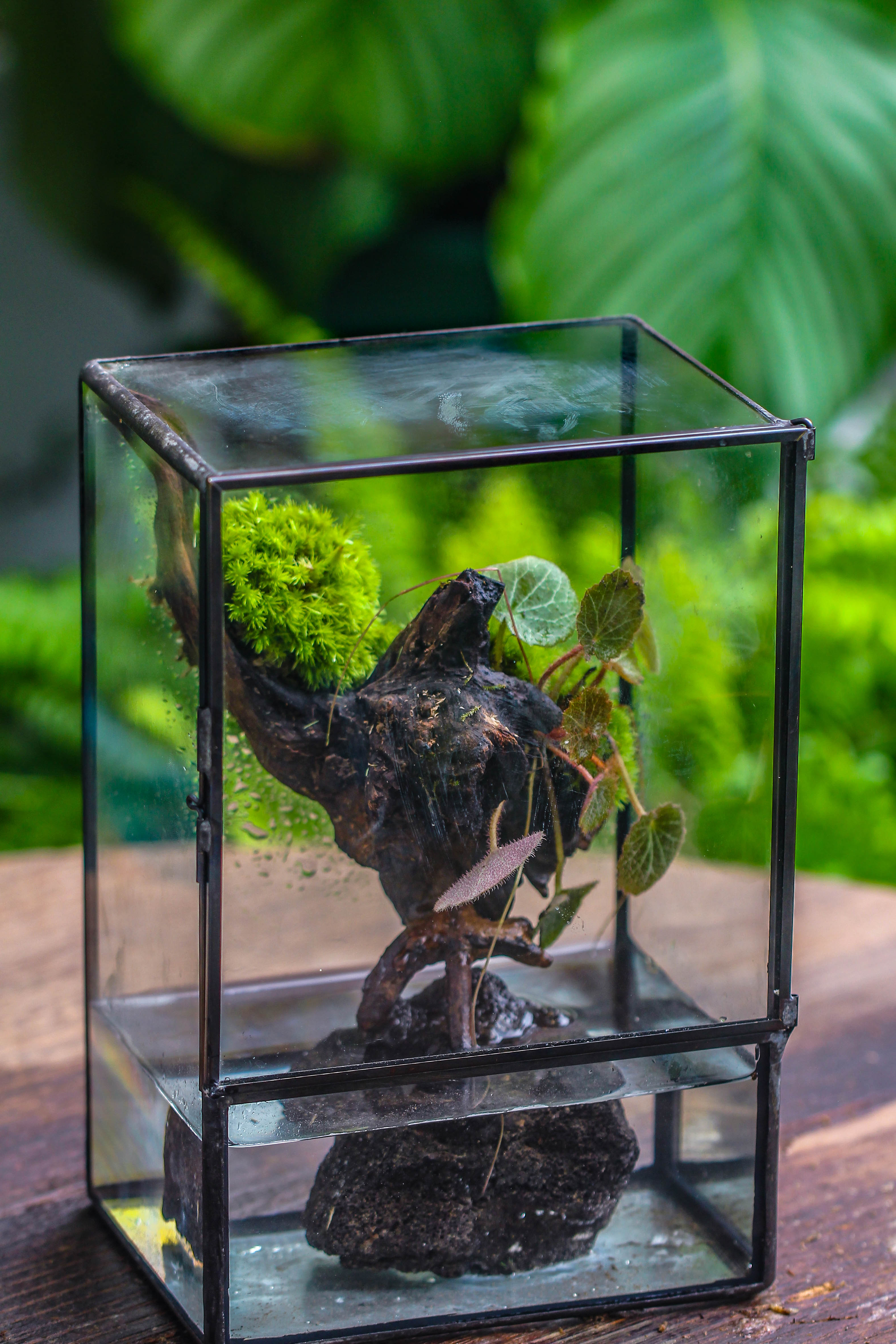 Close Geometric Glass Tin Terrarium , Watertight, 8x10" Container for Moss Wall, Fern, Landscape waterpond, No plants - NCYPgarden