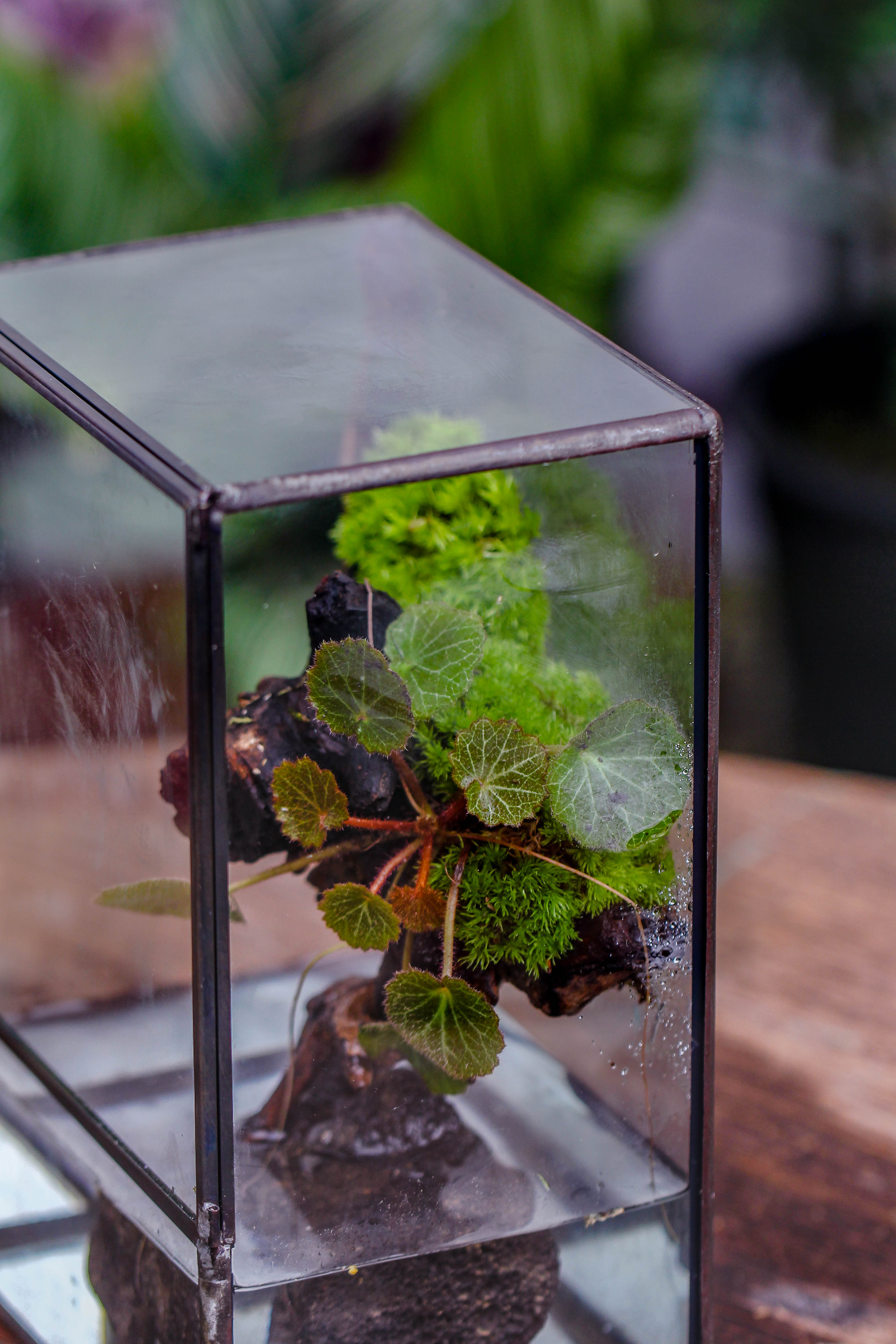 Close Geometric Glass Tin Terrarium , Watertight, 8x10" Container for Moss Wall, Fern, Landscape waterpond, No plants - NCYPgarden