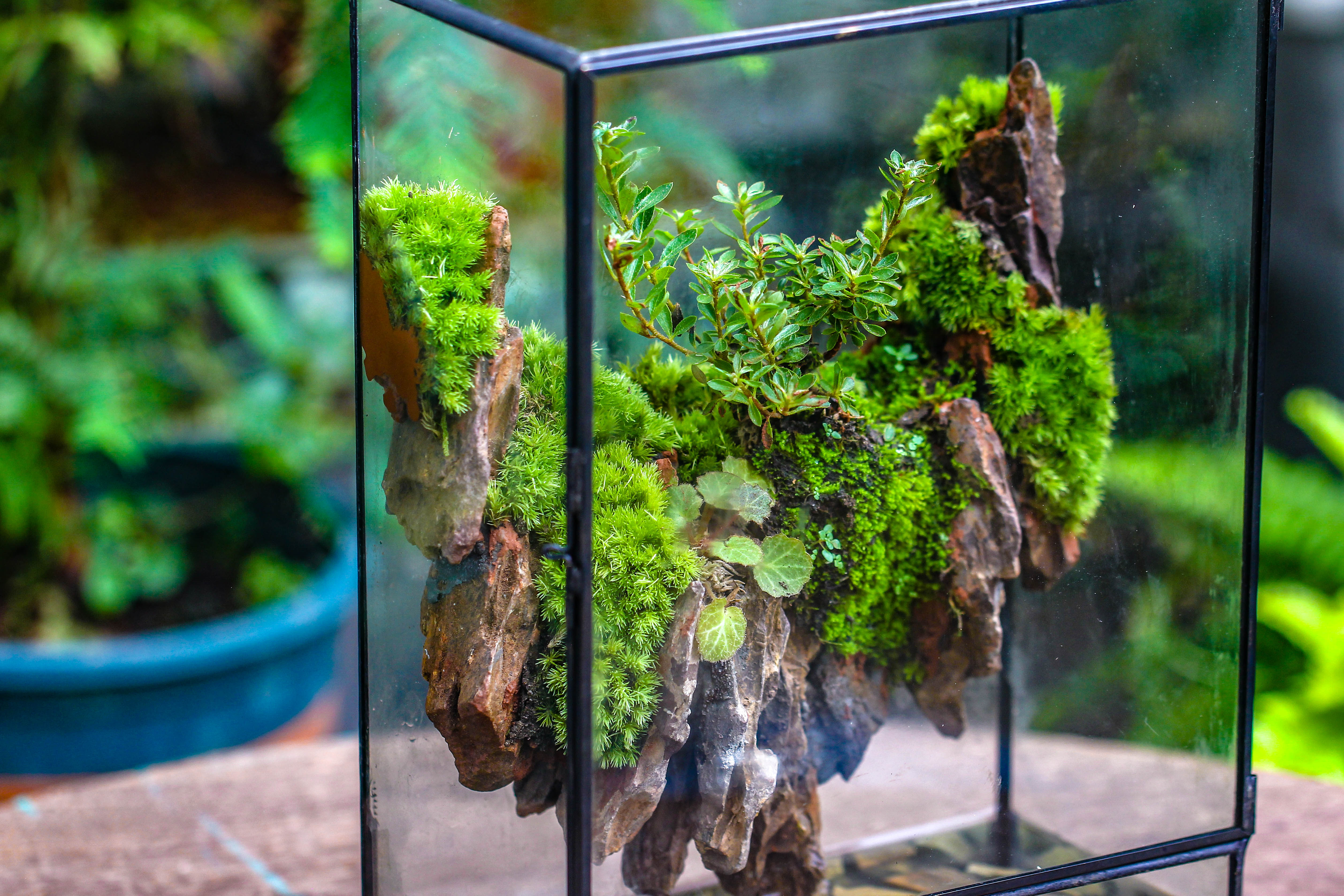 Close Geometric Glass Tin Terrarium , Watertight, 8x12" Container for Moss Wall, Fern, Landscape waterpond, 8x12", No plants Customizable - NCYPgarden