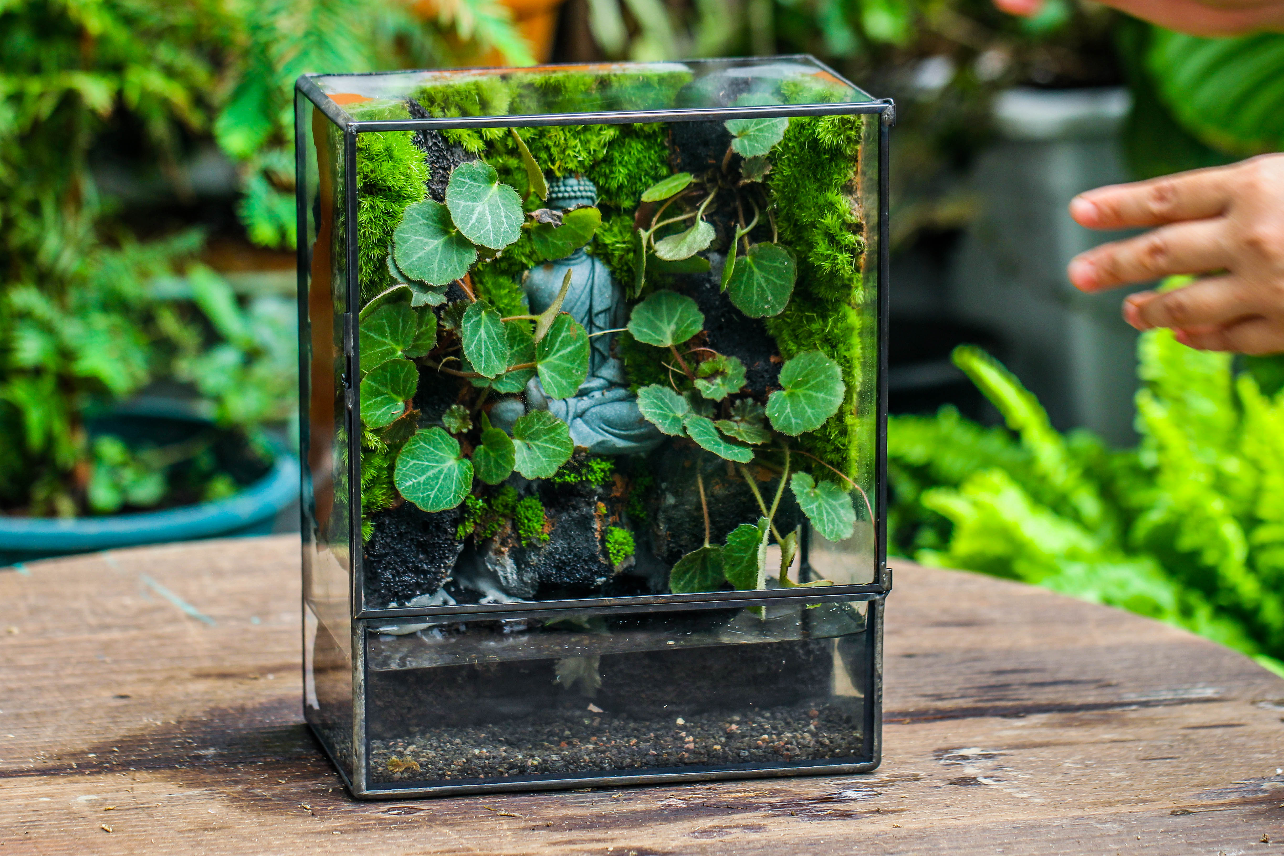 Close Geometric Glass Tin Terrarium , Watertight, 8x10" Container for Moss Wall, Fern, Landscape waterpond, No plants, Customizable - NCYPgarden