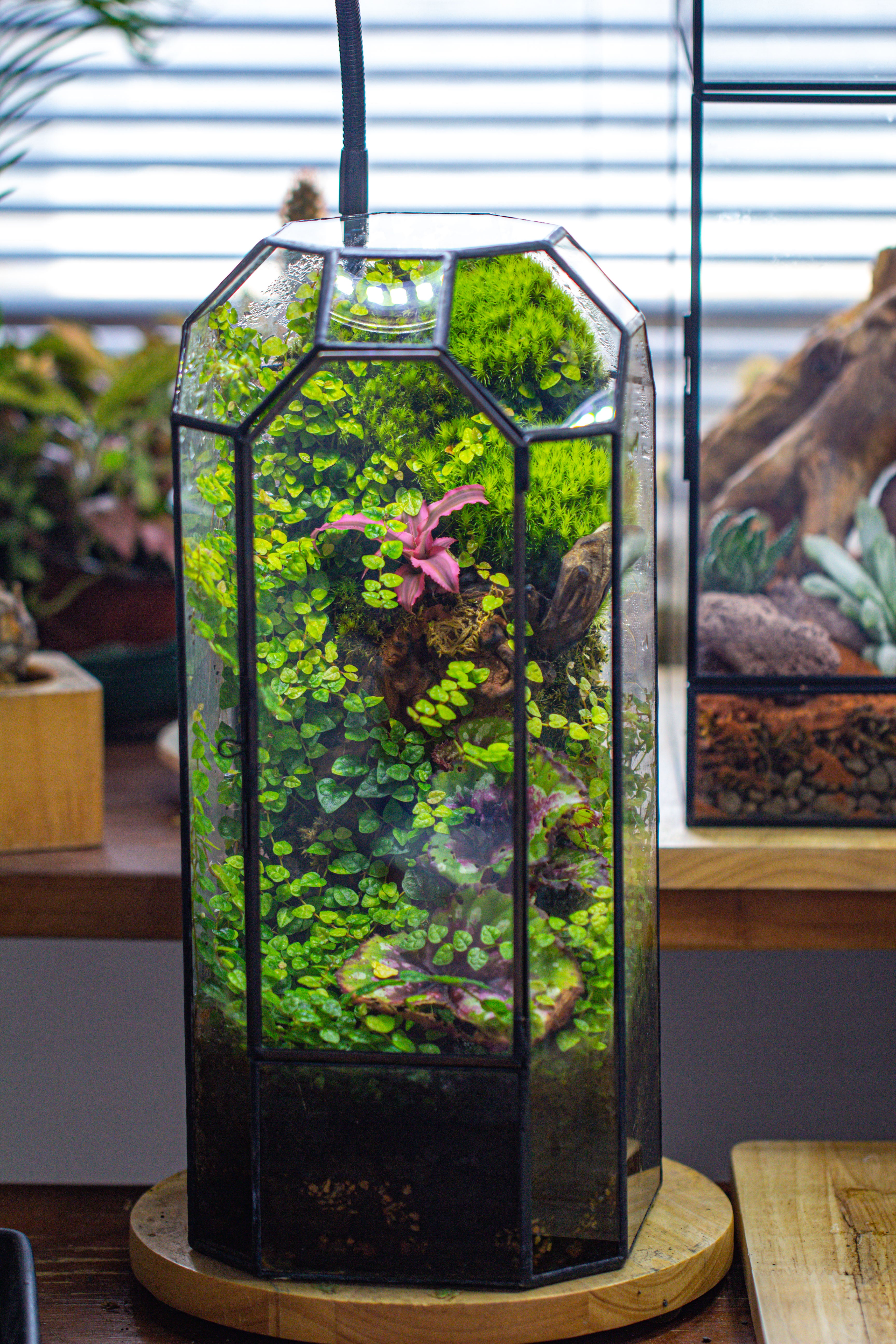 Planting Kit for this Close Geometric Tin Glass Terrarium with Door, 12.6