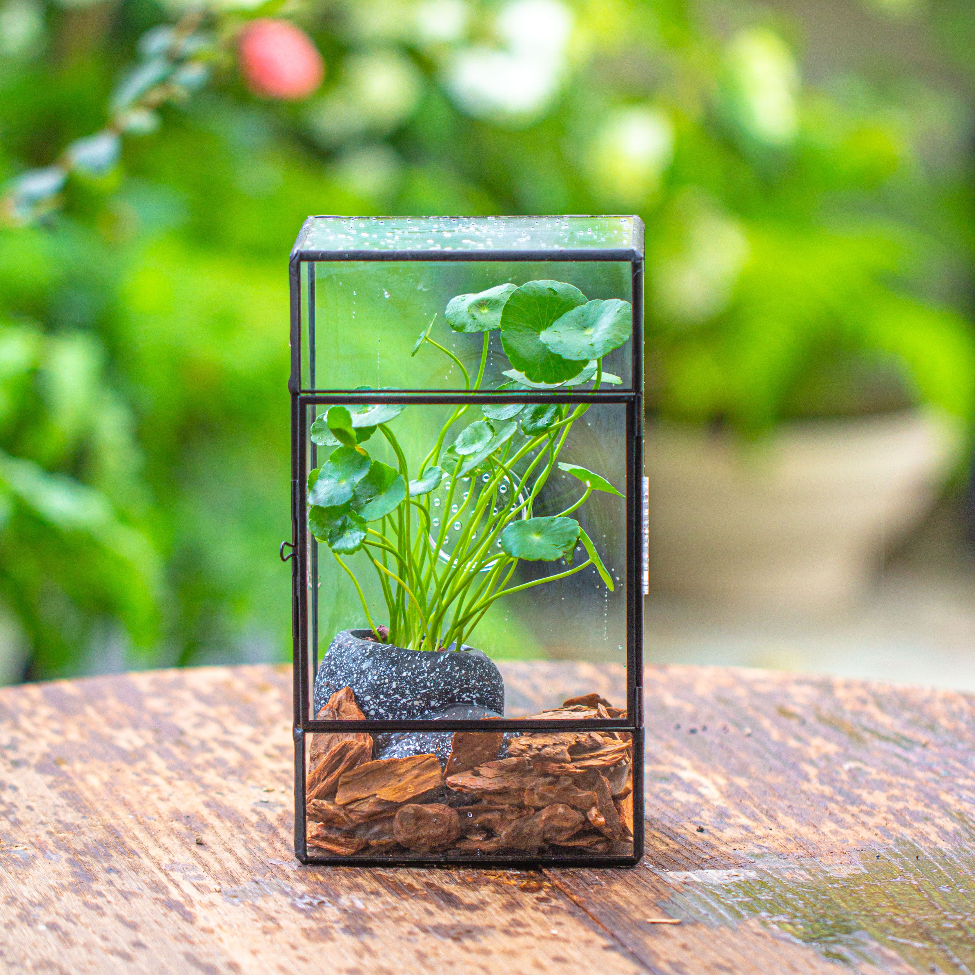 NCYP Rectangle Tin and Glass Geometric Terrarium,  with side door,  with Mesh  / vent holes for small Insects Pet