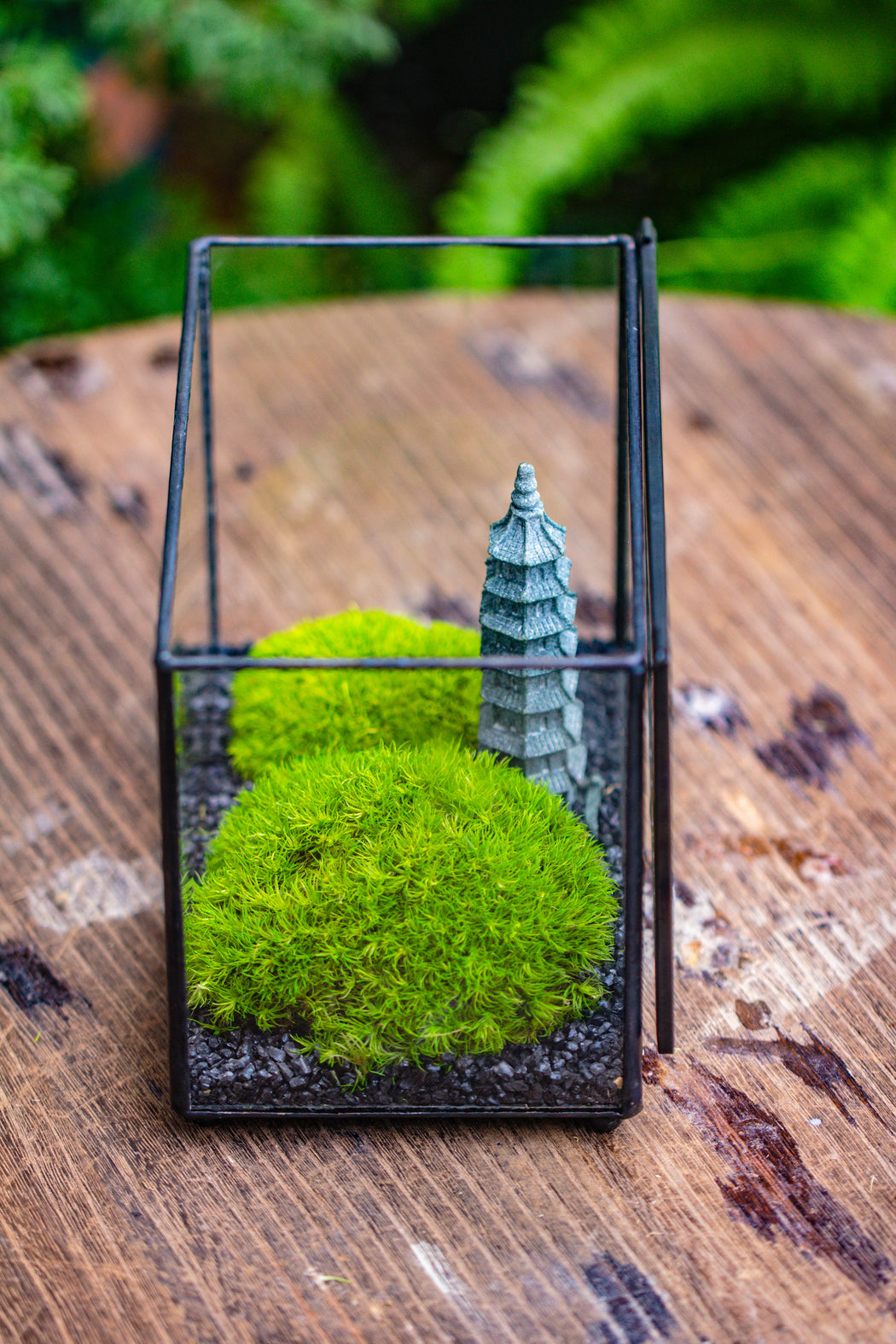 Preserved Moss Terrariums Kits, Sydney Australia — Two Fish & me