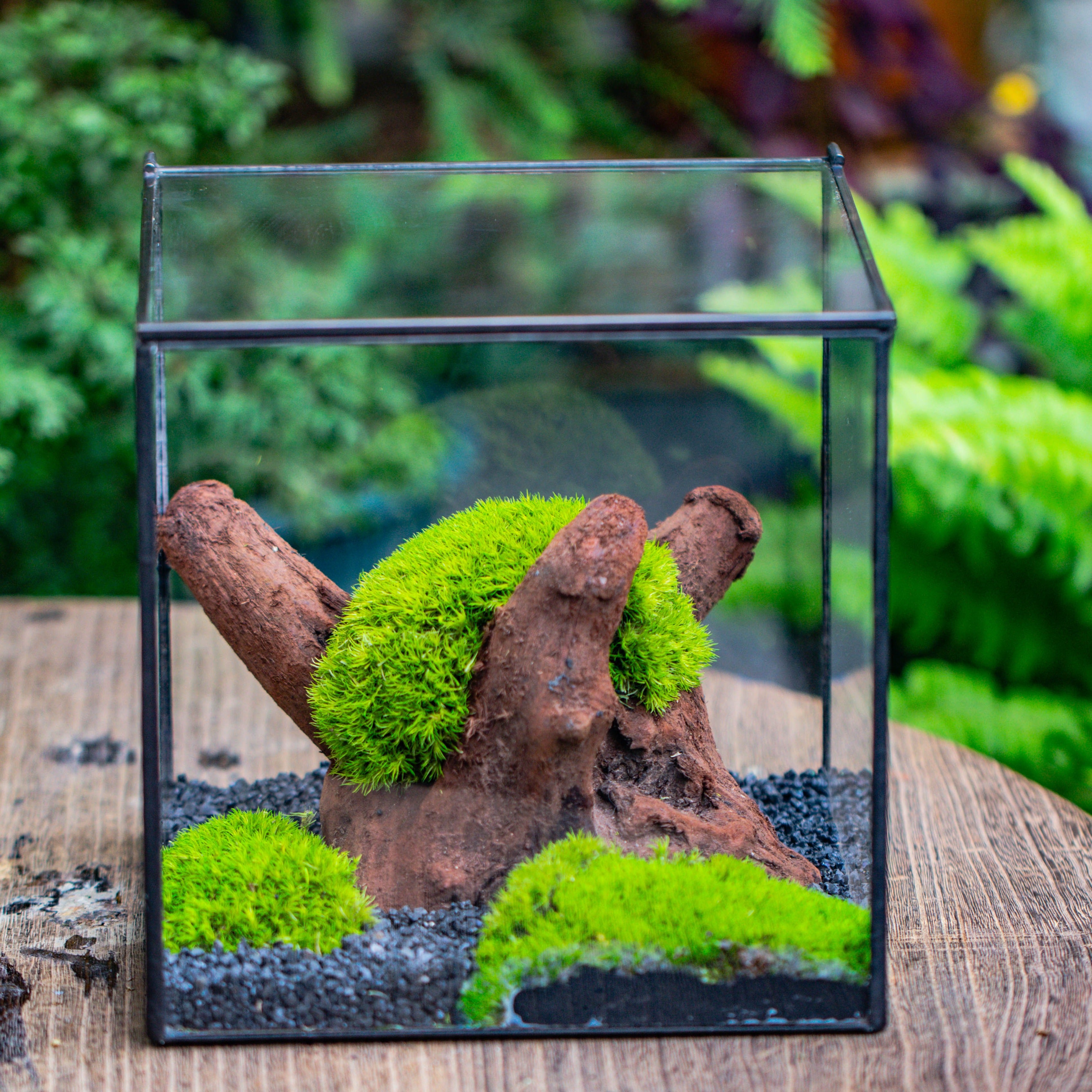 Preserved forever Leucobryum moss , natural Green 20x50cm, for DIY moss terrarium, miniature, centerpiece, micro landscape, no maintenence - NCYPgarden