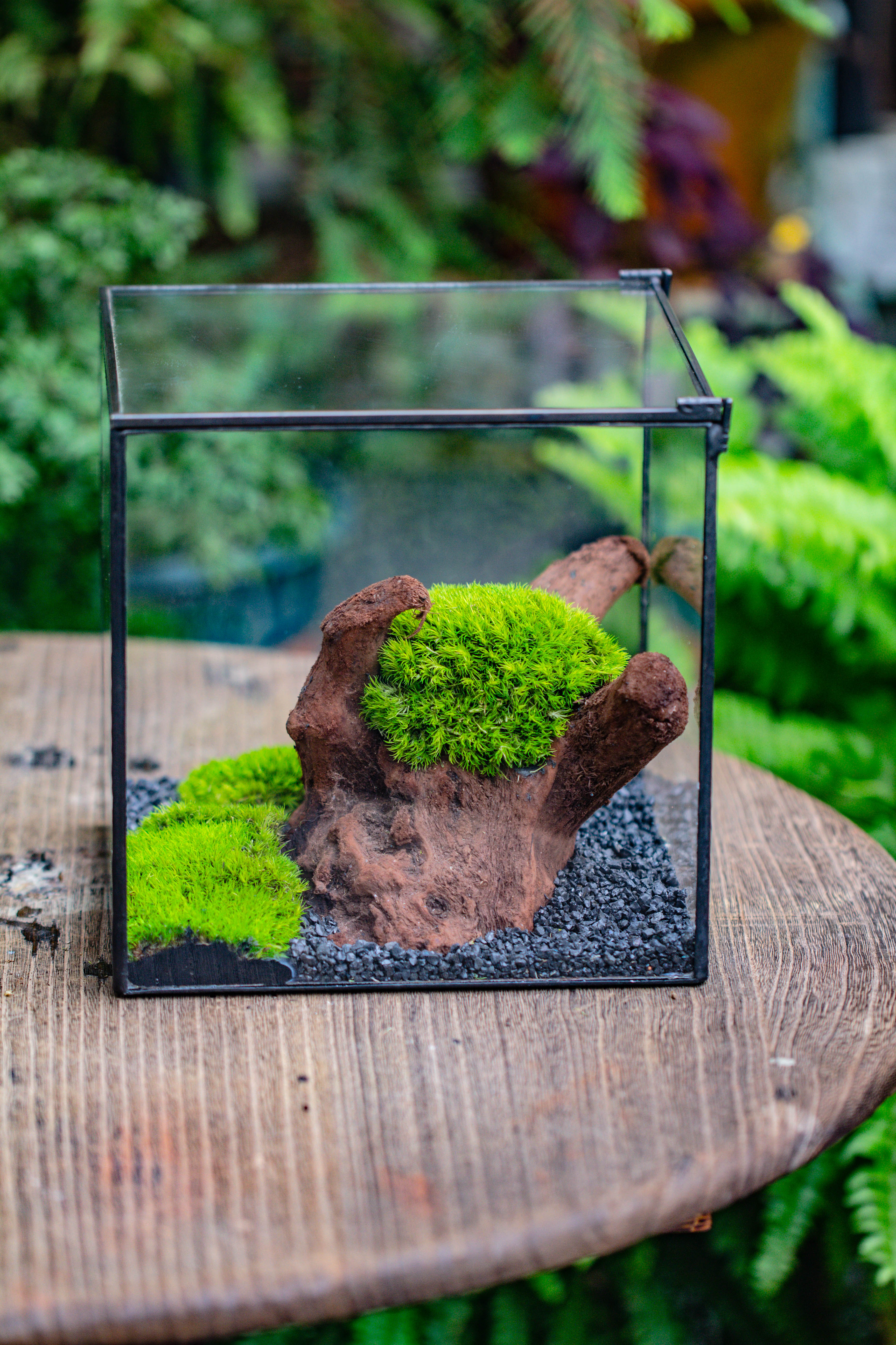 Preserved forever Leucobryum moss , natural Green 20x50cm, for DIY moss terrarium, miniature, centerpiece, micro landscape, no maintenence - NCYPgarden