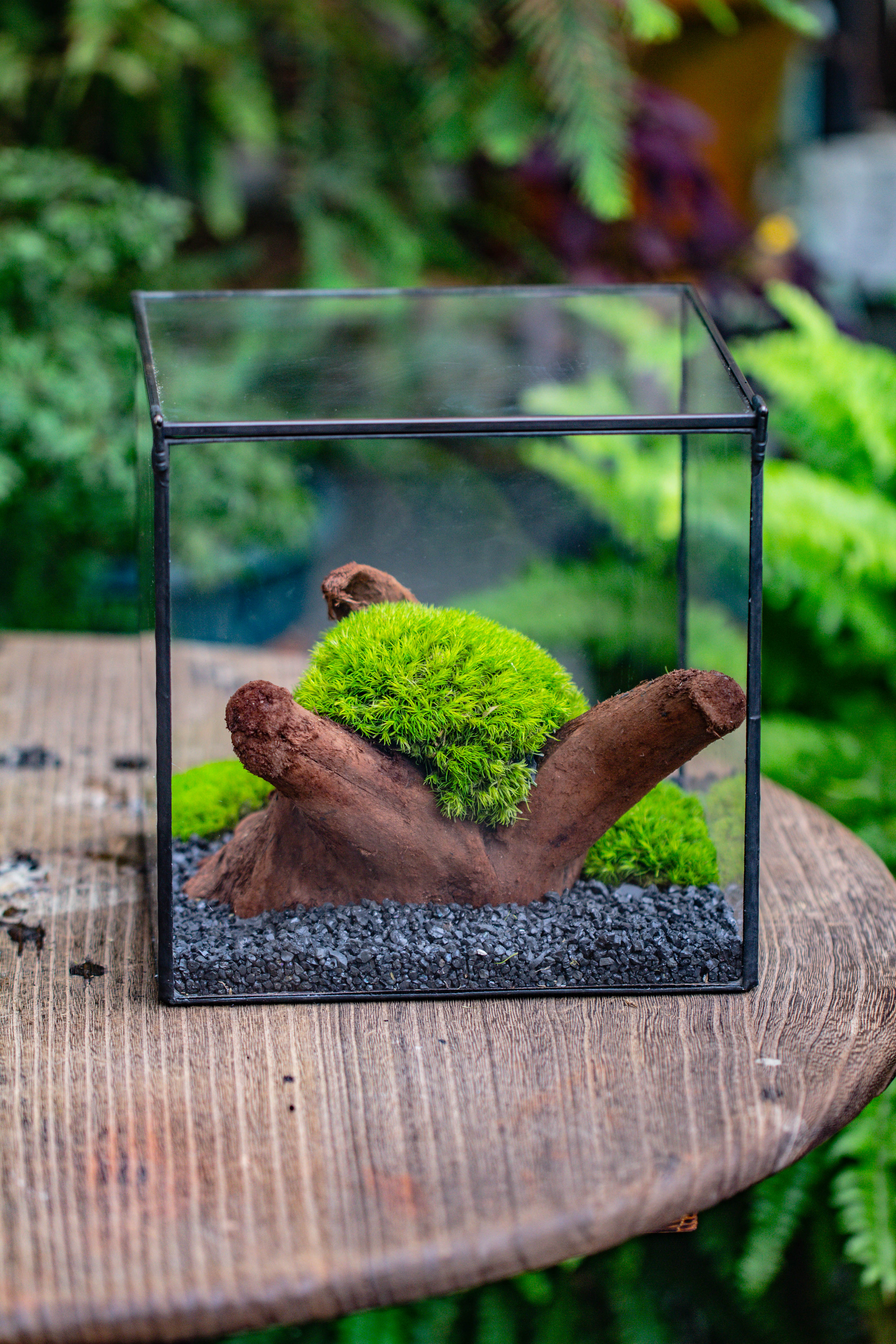 Preserved forever Leucobryum moss , natural Green 20x50cm, for DIY moss terrarium, miniature, centerpiece, micro landscape, no maintenence - NCYPgarden