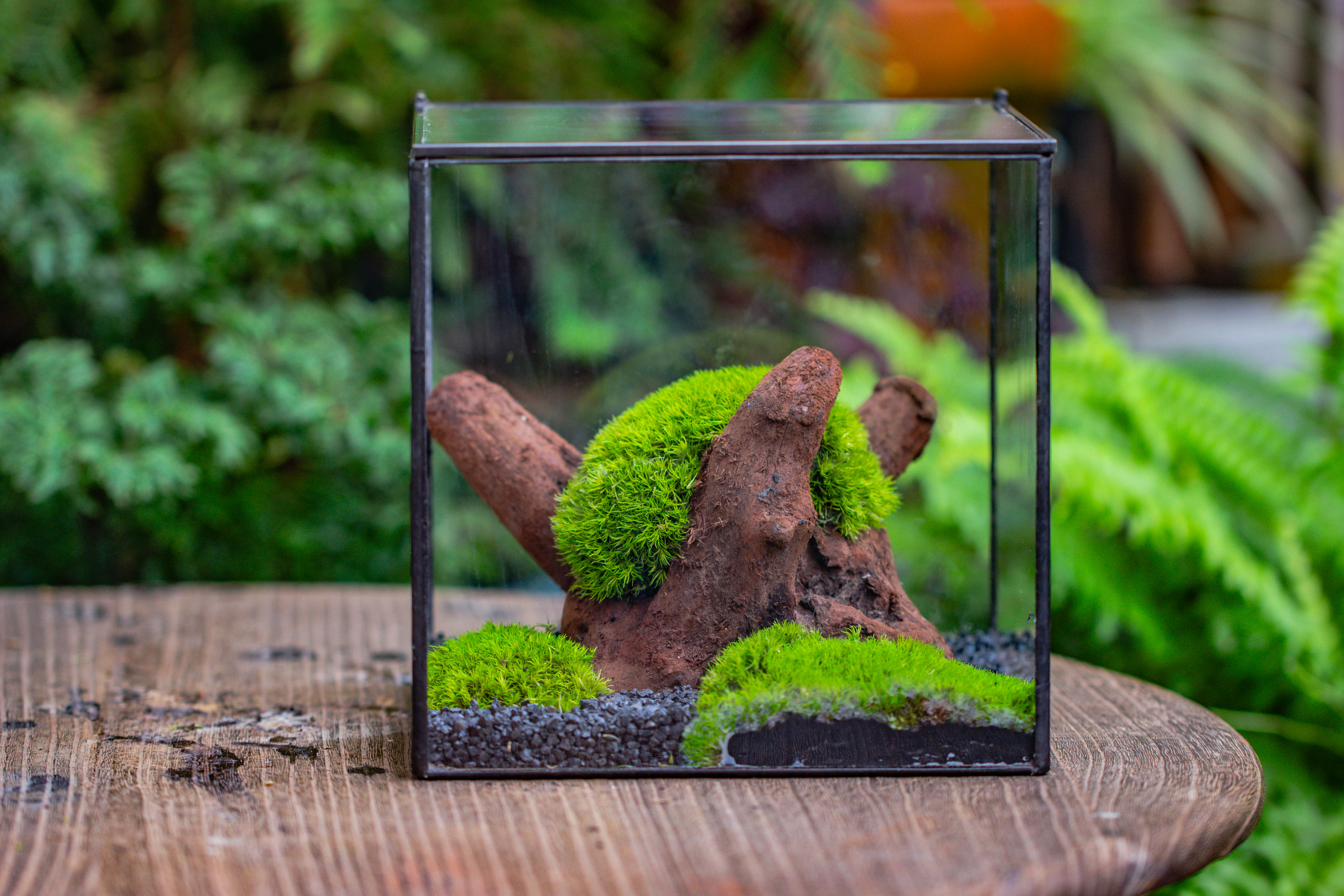 Preserved forever Leucobryum moss , natural Green 20x50cm, for DIY moss terrarium, miniature, centerpiece, micro landscape, no maintenence - NCYPgarden