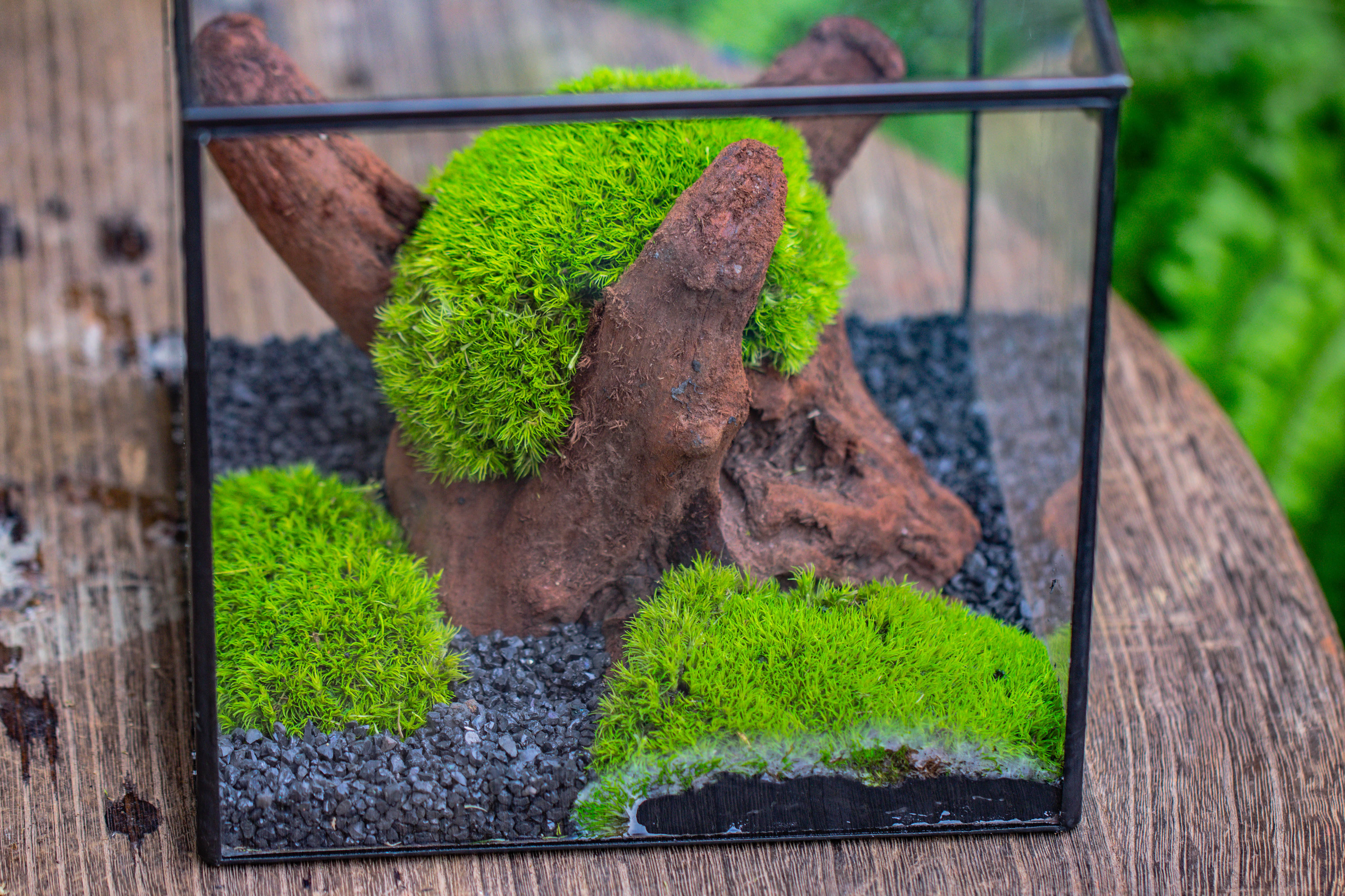 Preserved forever Leucobryum moss , natural Green 20x50cm, for DIY moss terrarium, miniature, centerpiece, micro landscape, no maintenence - NCYPgarden