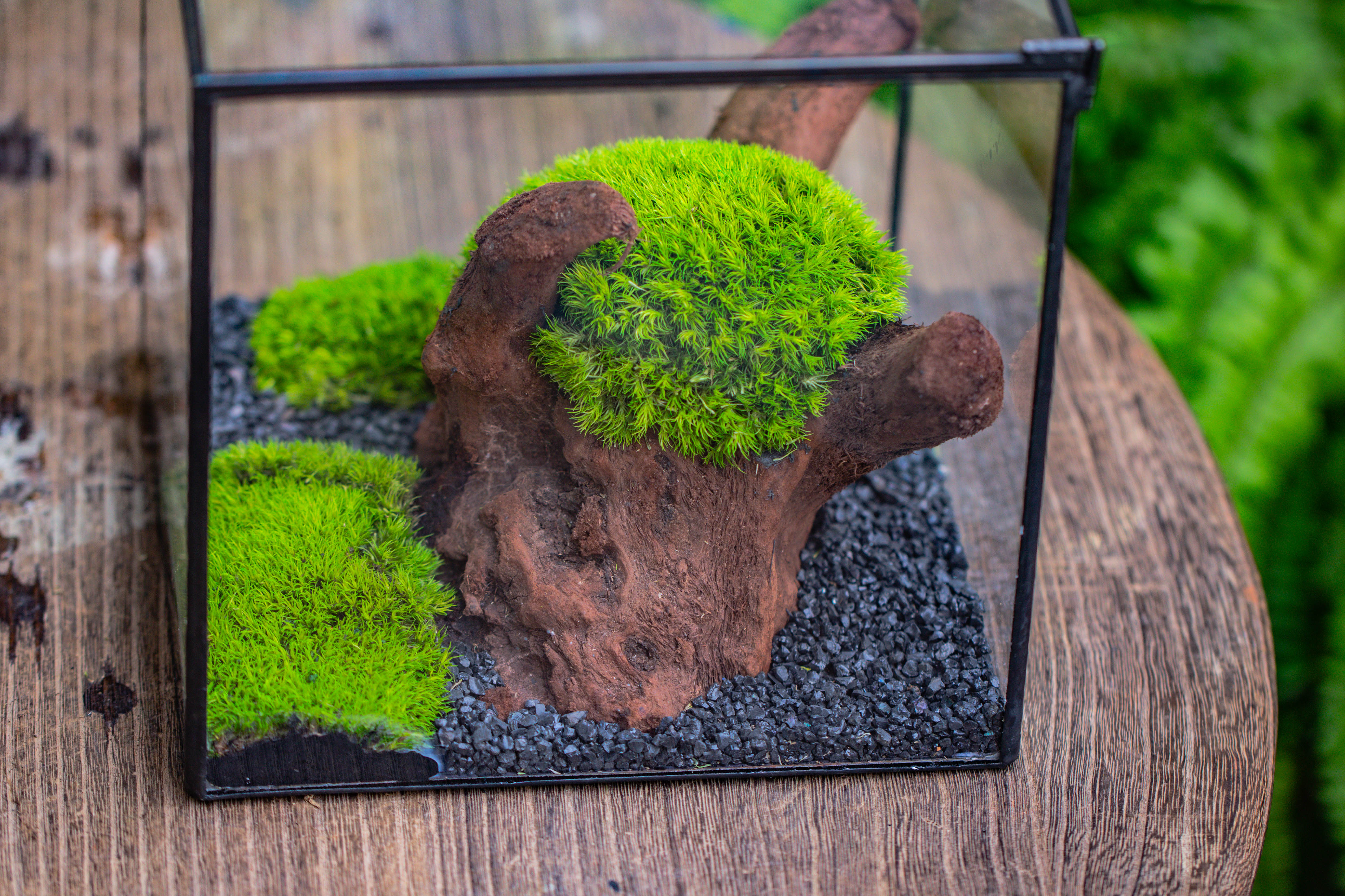 Preserved forever Leucobryum moss , natural Green 20x50cm, for DIY moss terrarium, miniature, centerpiece, micro landscape, no maintenence - NCYPgarden