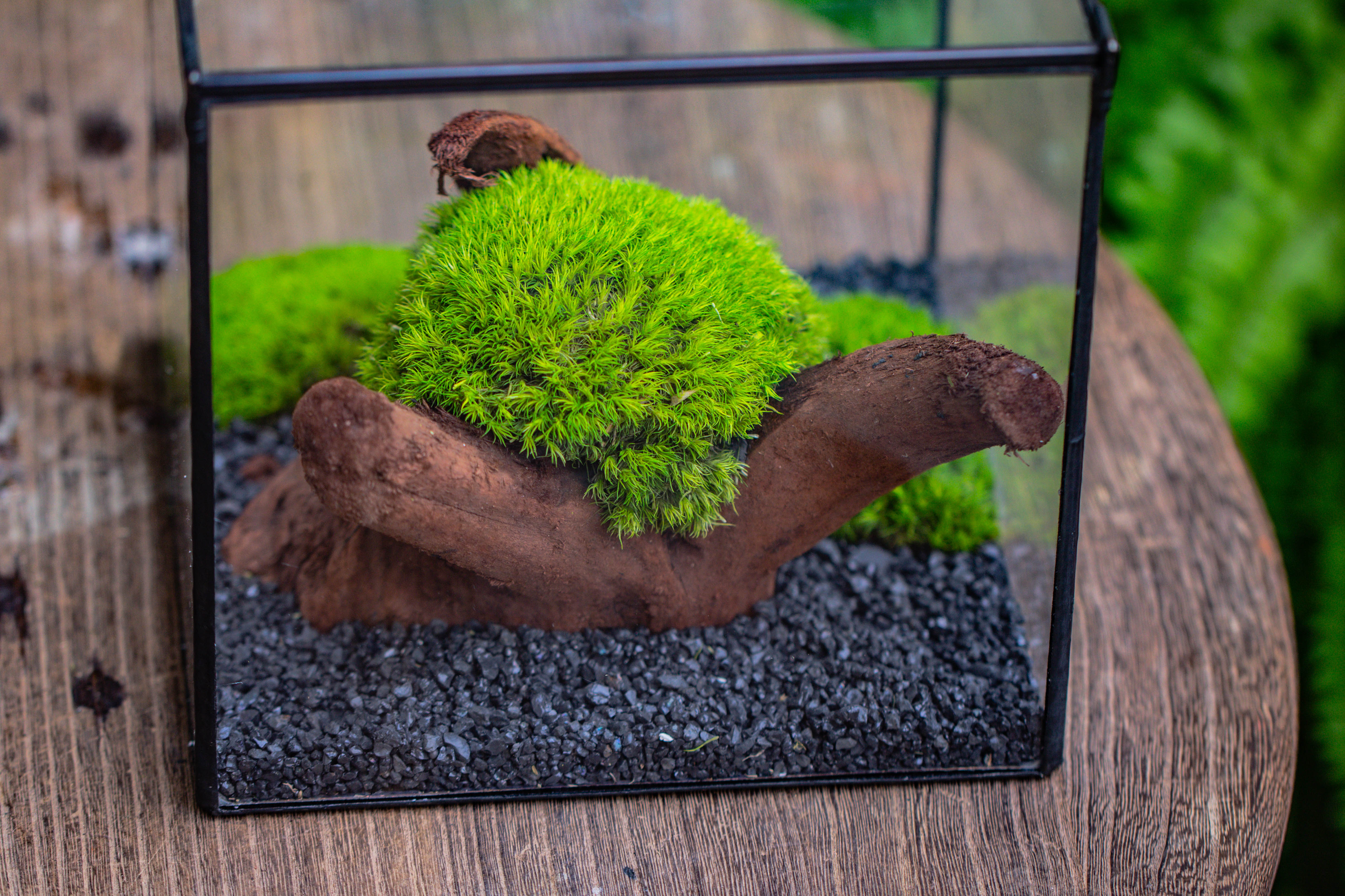 Preserved forever Leucobryum moss , natural Green 20x50cm, for DIY moss terrarium, miniature, centerpiece, micro landscape, no maintenence - NCYPgarden