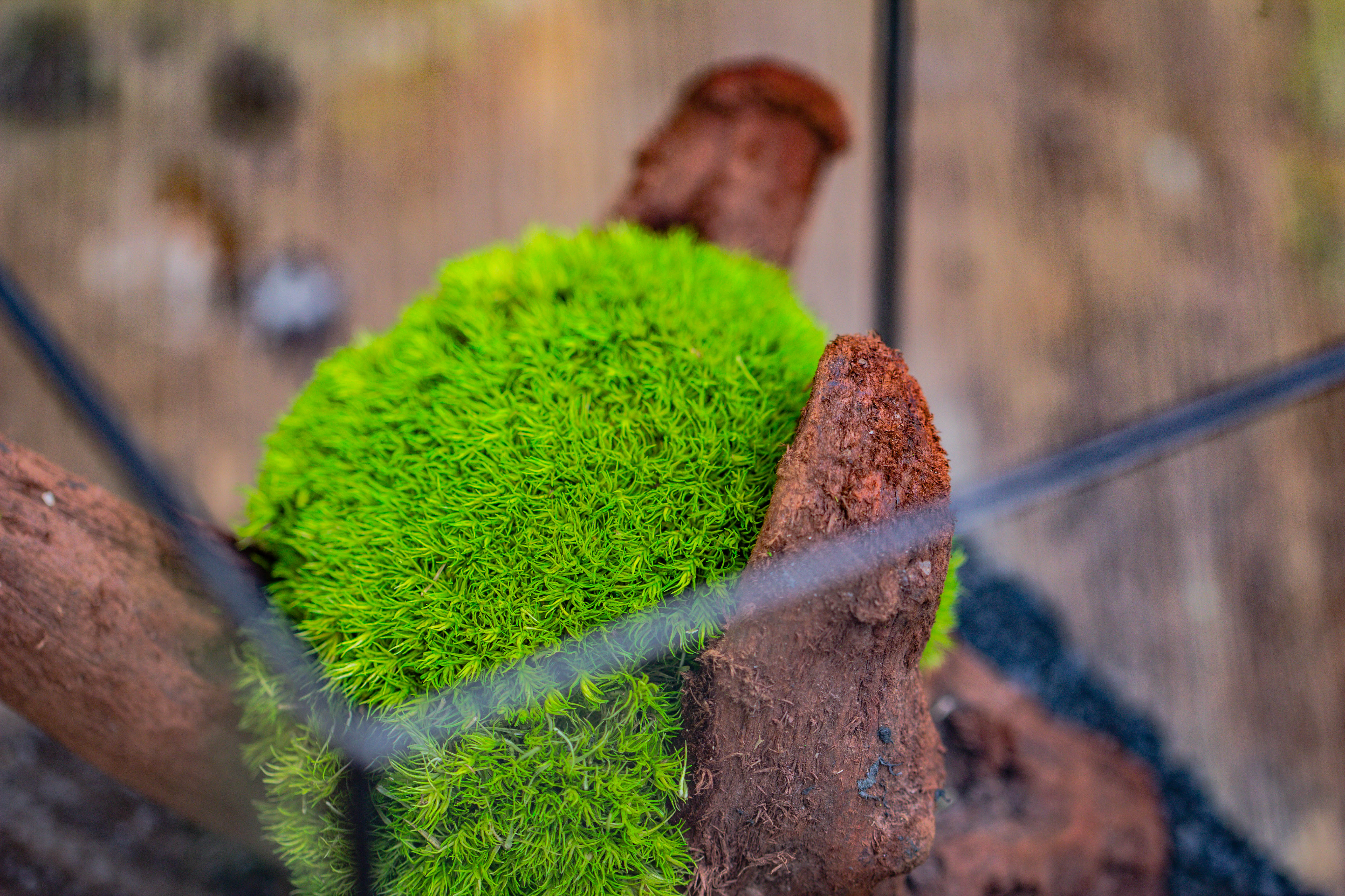 Preserved forever Leucobryum moss , natural Green 20x50cm, for DIY moss terrarium, miniature, centerpiece, micro landscape, no maintenence - NCYPgarden