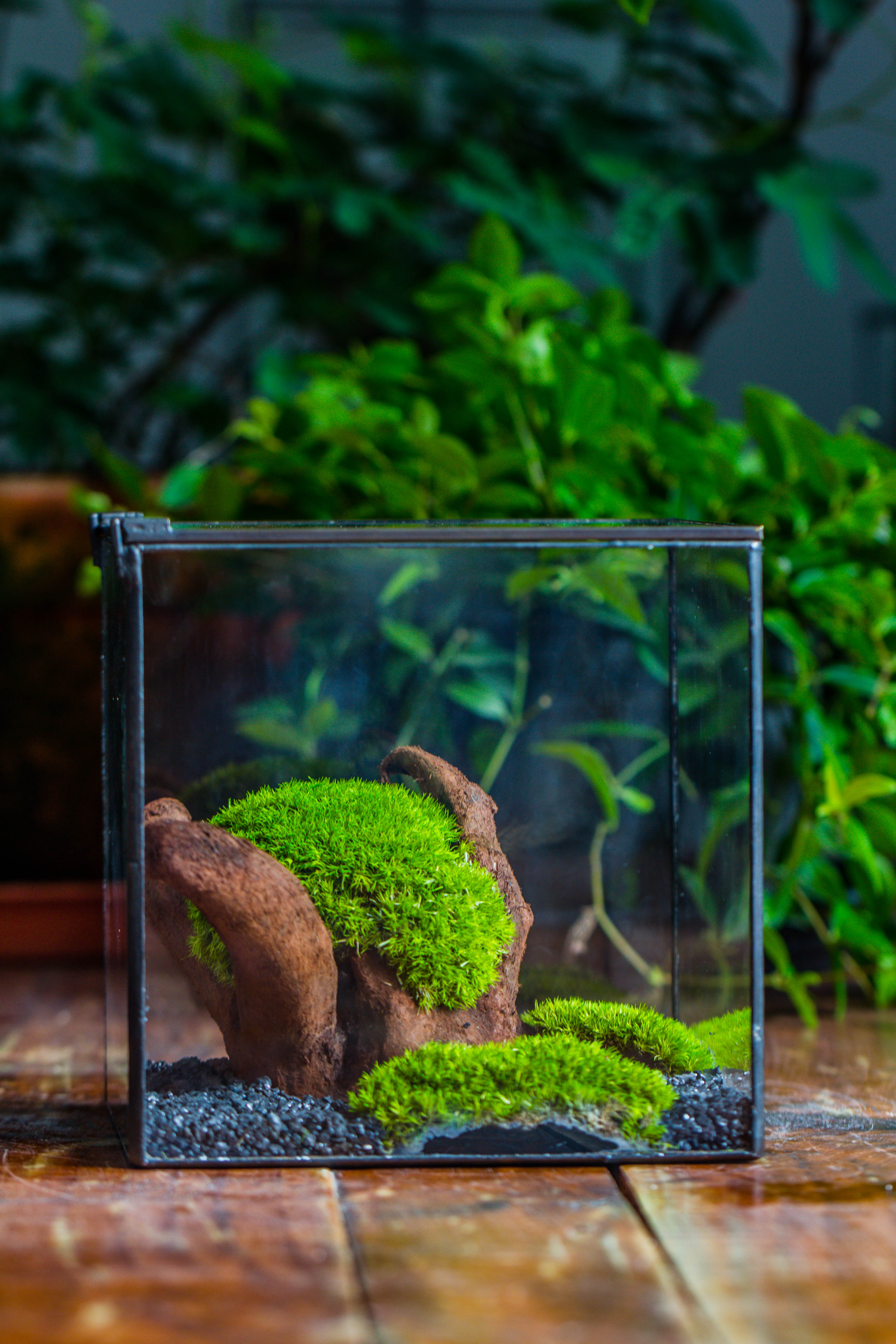 Preserved forever Leucobryum moss , natural Green 20x50cm, for DIY moss terrarium, miniature, centerpiece, micro landscape, no maintenence - NCYPgarden