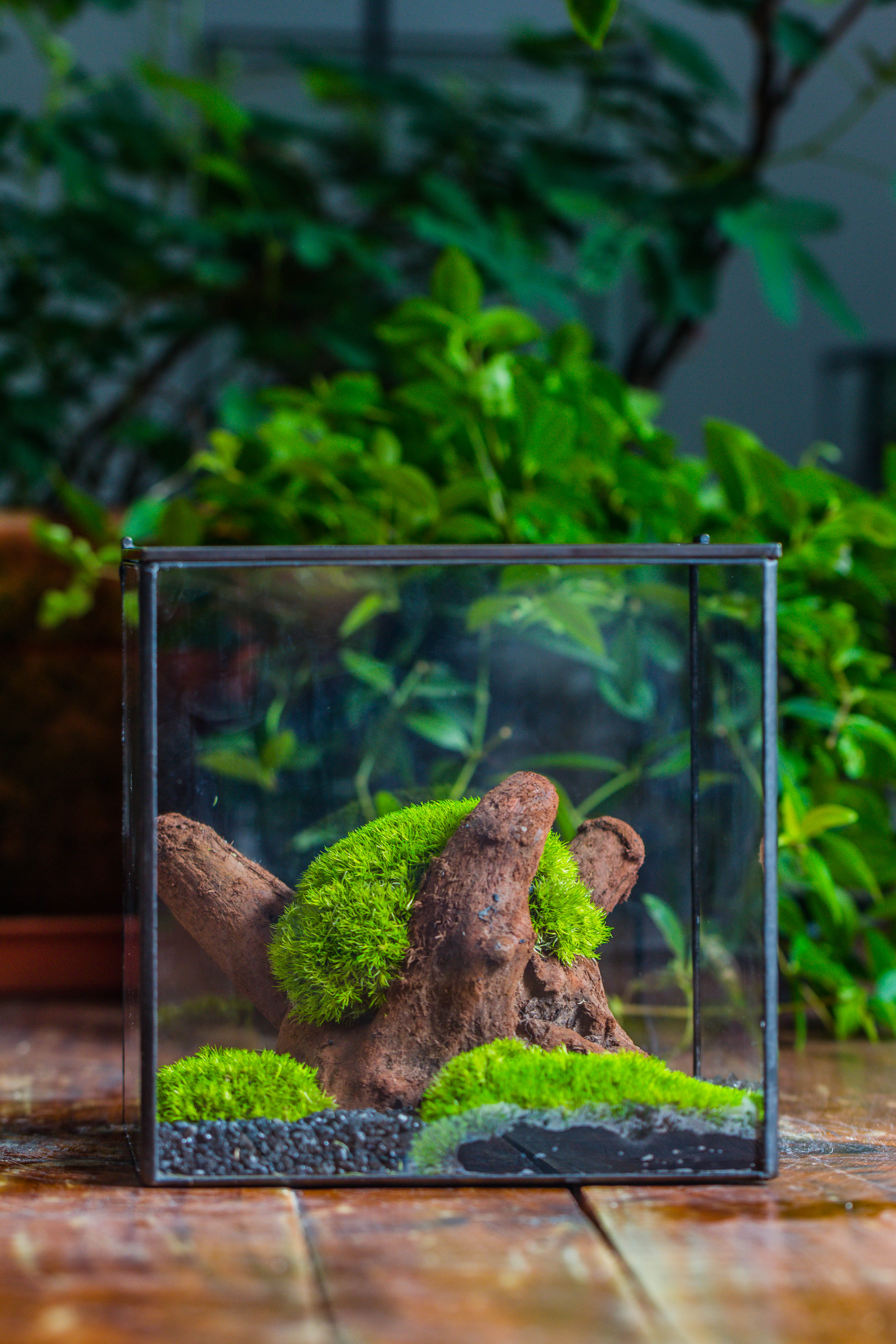 Preserved forever Leucobryum moss , natural Green 20x50cm, for DIY moss terrarium, miniature, centerpiece, micro landscape, no maintenence - NCYPgarden