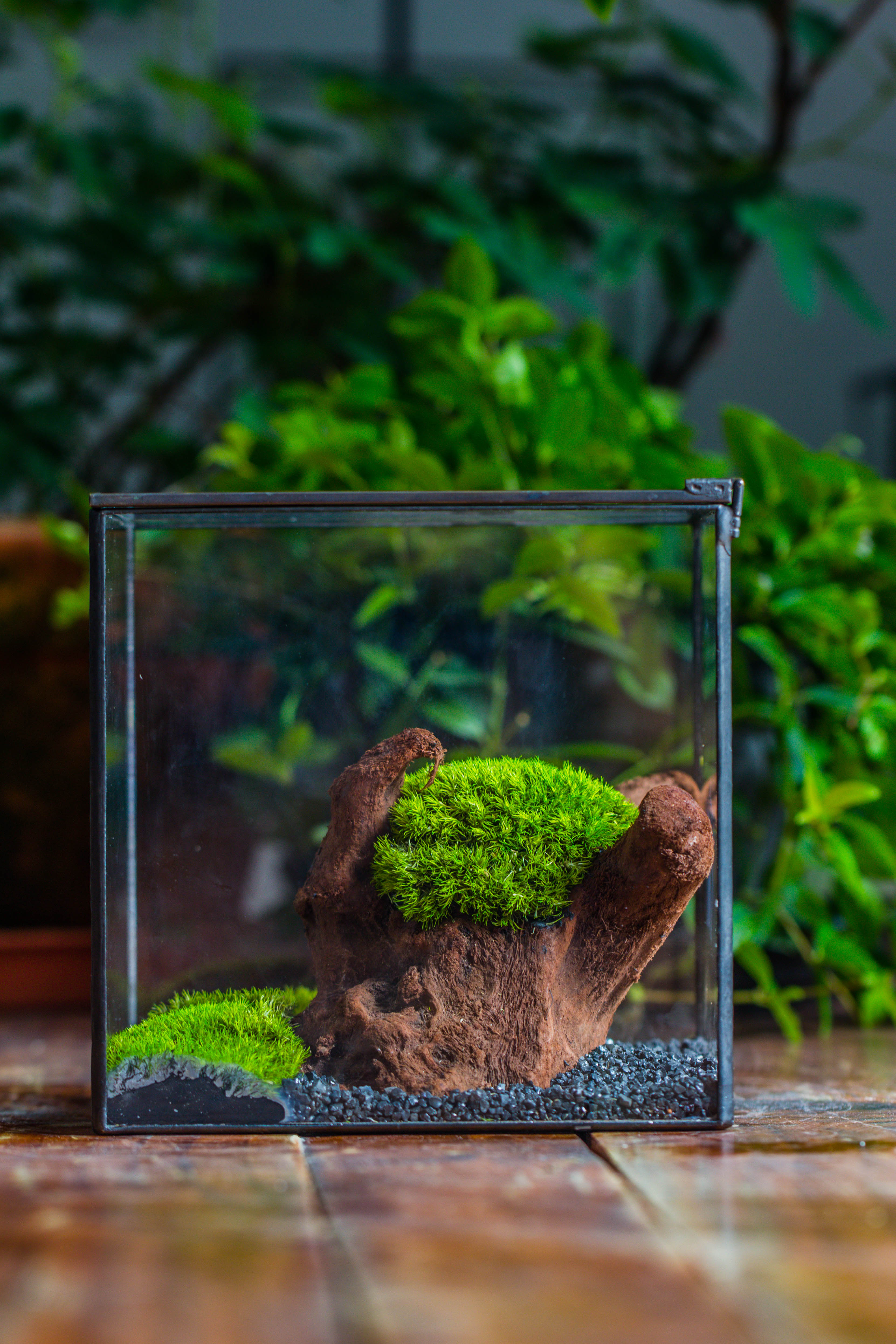 Preserved forever Leucobryum moss , natural Green 20x50cm, for DIY moss terrarium, miniature, centerpiece, micro landscape, no maintenence - NCYPgarden