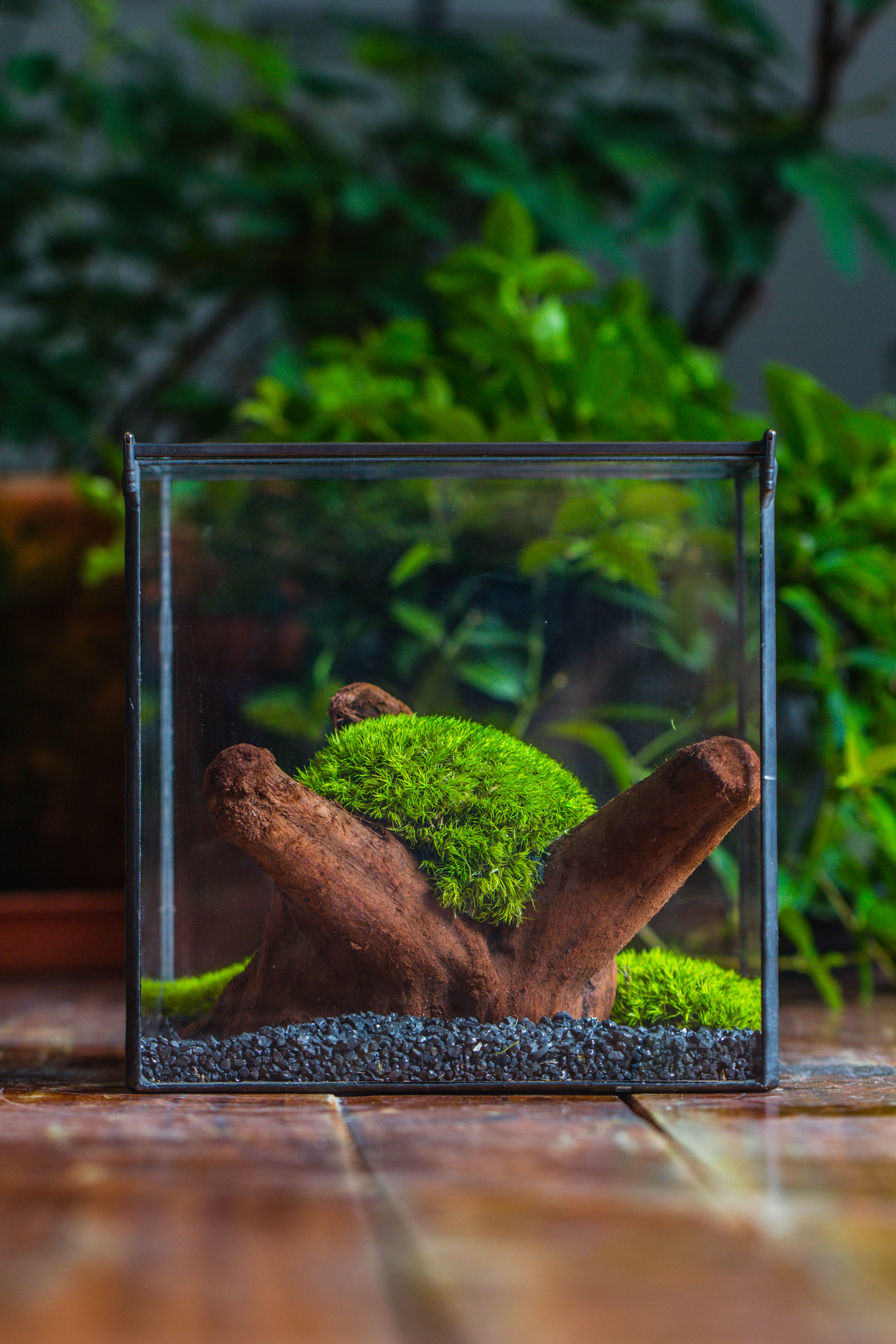 Preserved forever Leucobryum moss , natural Green 20x50cm, for DIY moss terrarium, miniature, centerpiece, micro landscape, no maintenence - NCYPgarden