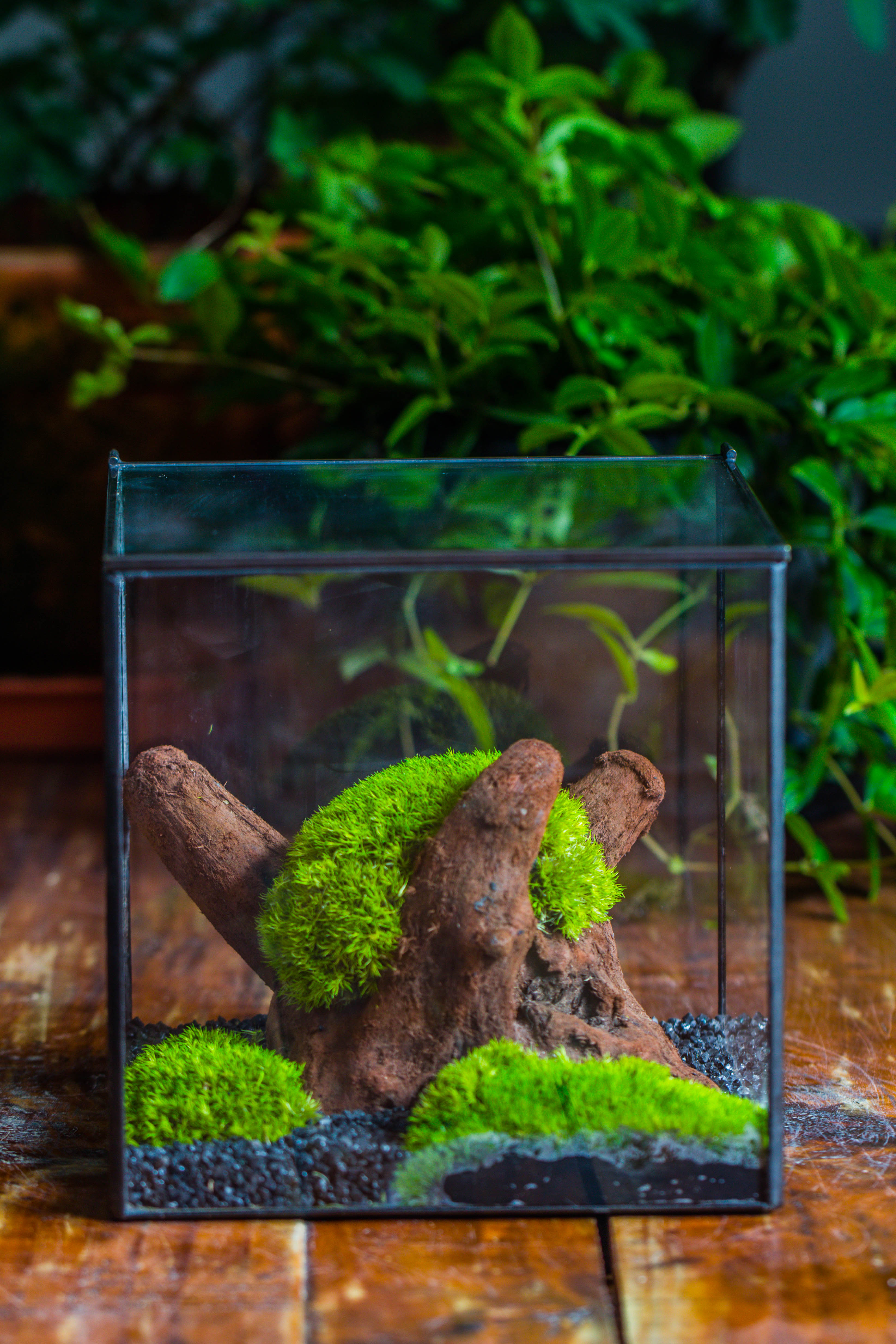 Preserved forever Leucobryum moss , natural Green 20x50cm, for DIY moss terrarium, miniature, centerpiece, micro landscape, no maintenence - NCYPgarden