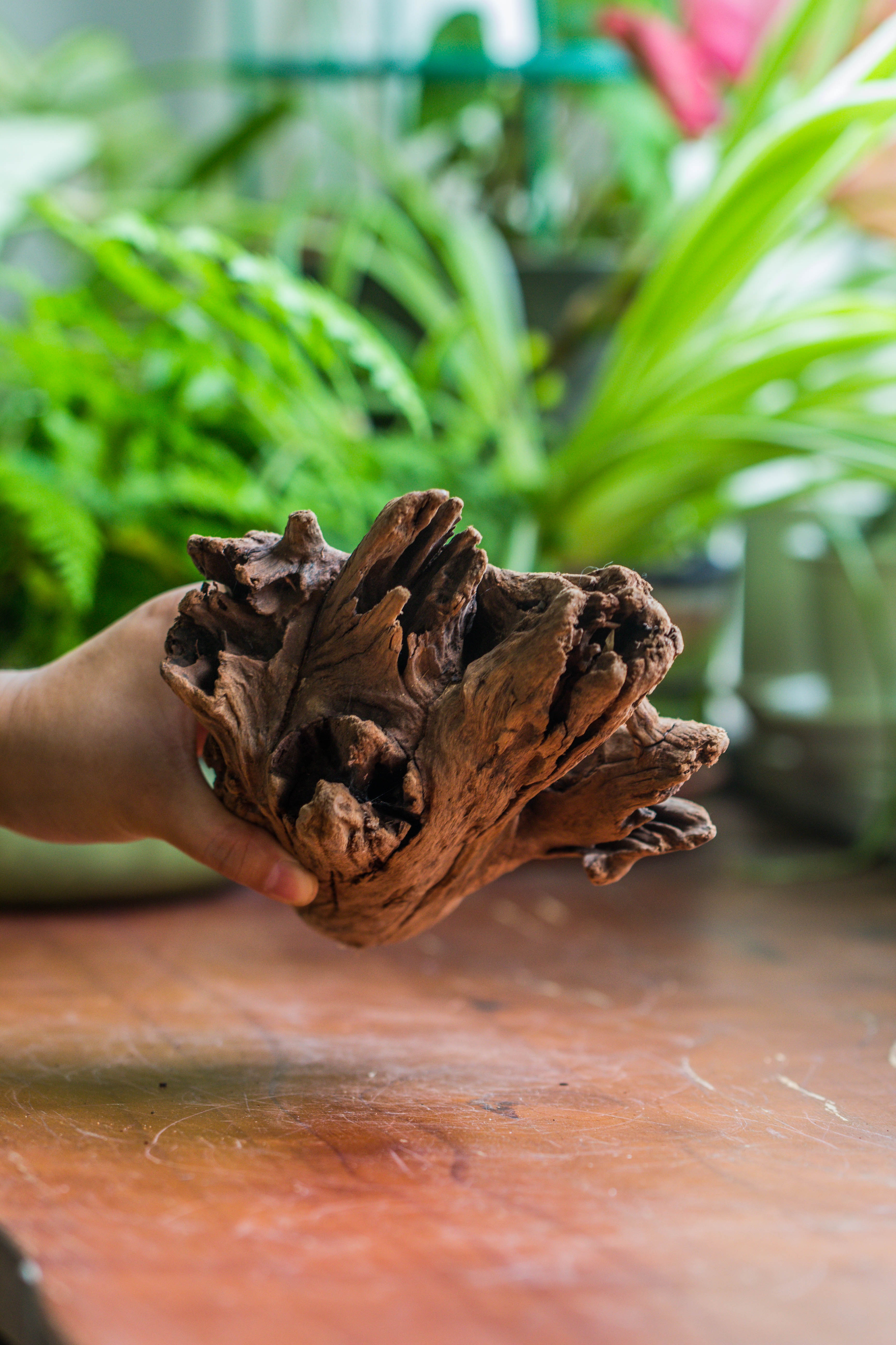 Copy of Natural driftwood for moss terrarium, miniature, micro landscape, unique  10-17, suitable for both live and preserved moss - NCYPgarden