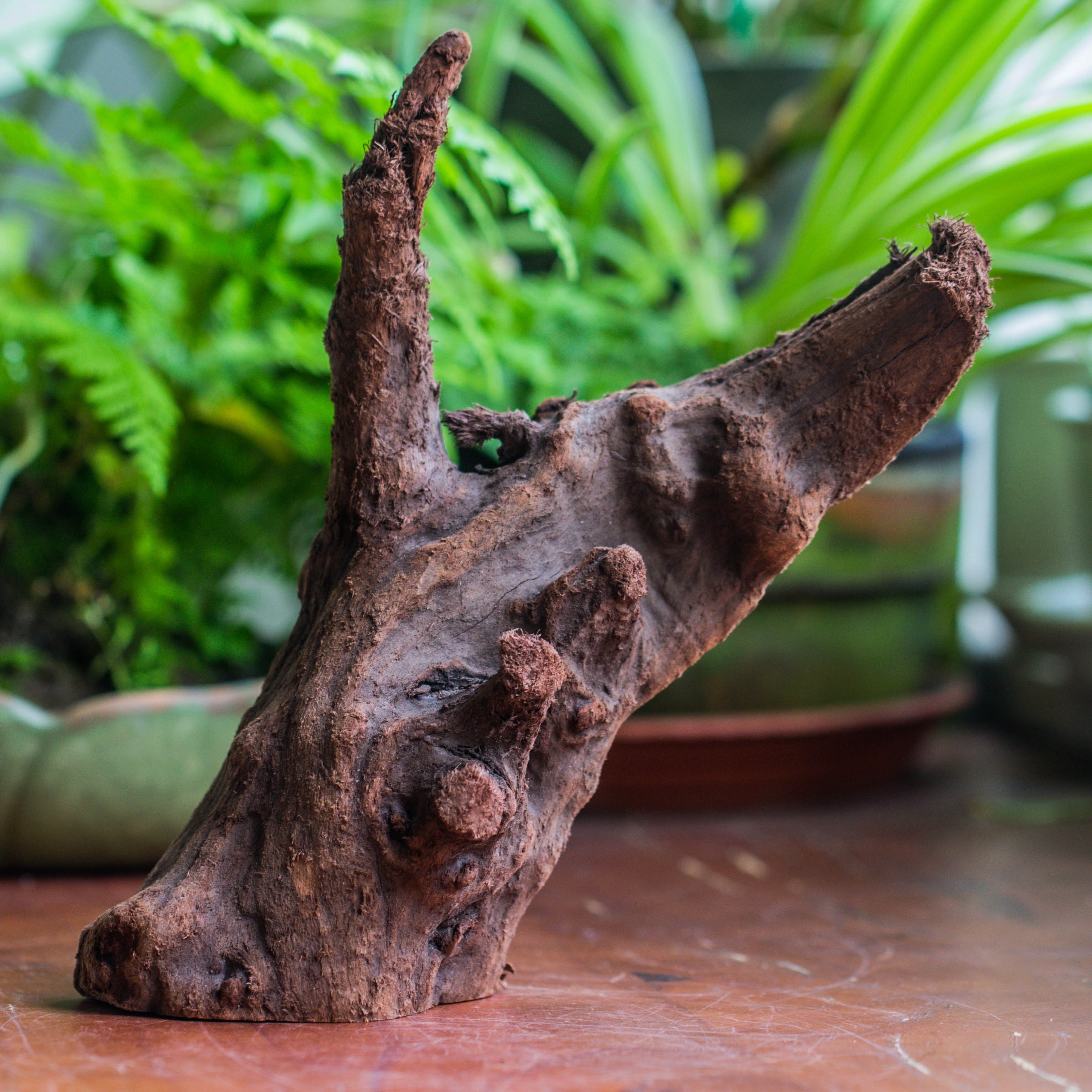 Copy of Natural driftwood for moss terrarium, miniature, micro landscape, unique  10-47, suitable for both live and preserved moss - NCYPgarden